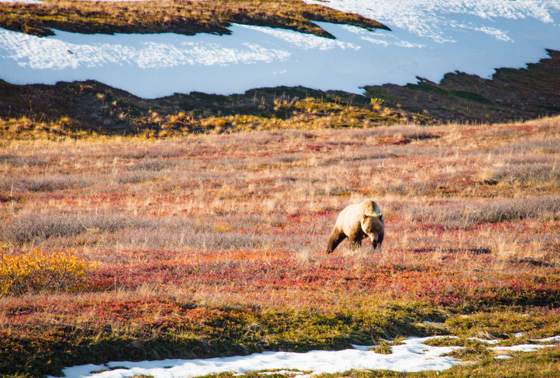 Grizzly in snowy meadow