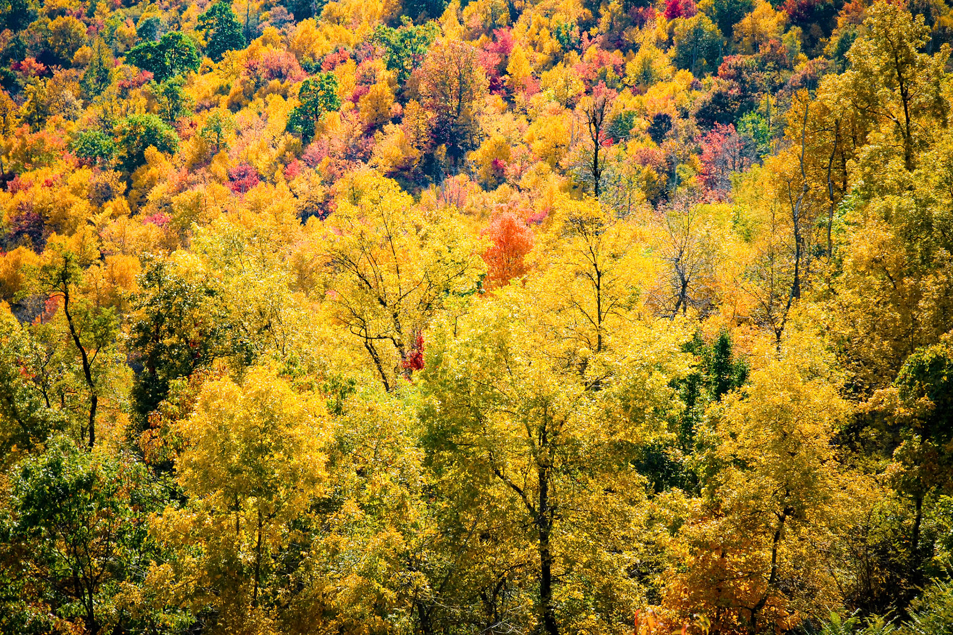 Looking down the side of the Shenandoah National Park mountain range many of the leaves had turned golden yellow