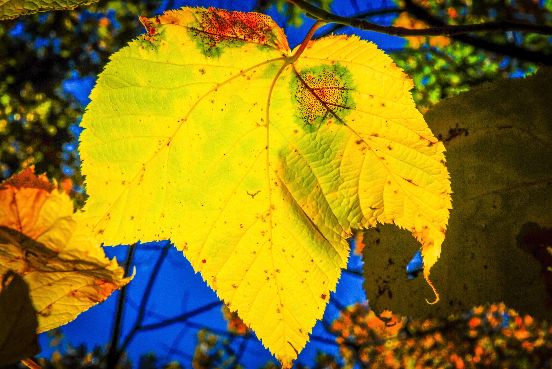 Bright yellow and green colored leaf.