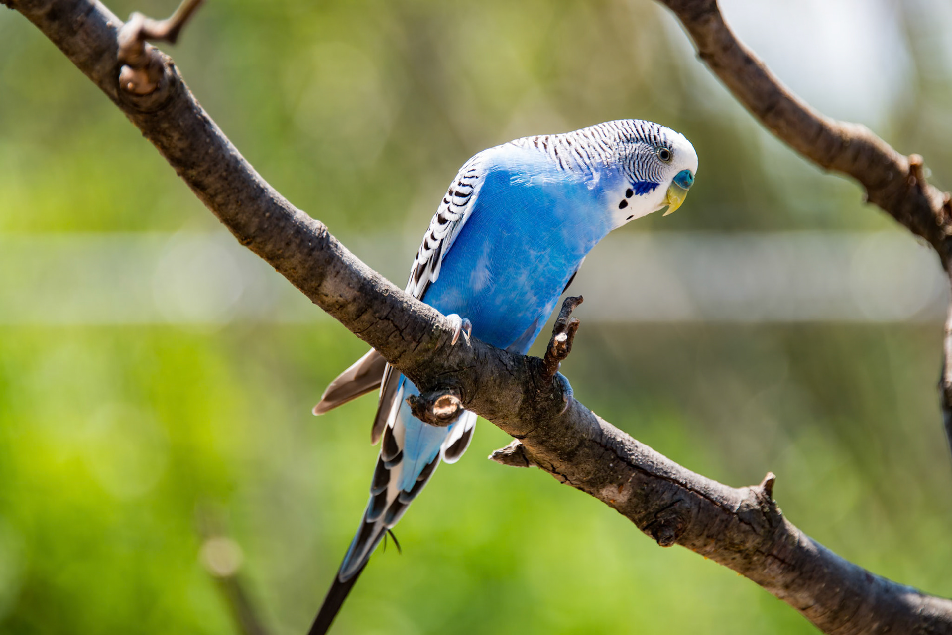 Blue Parakeet on tree branch