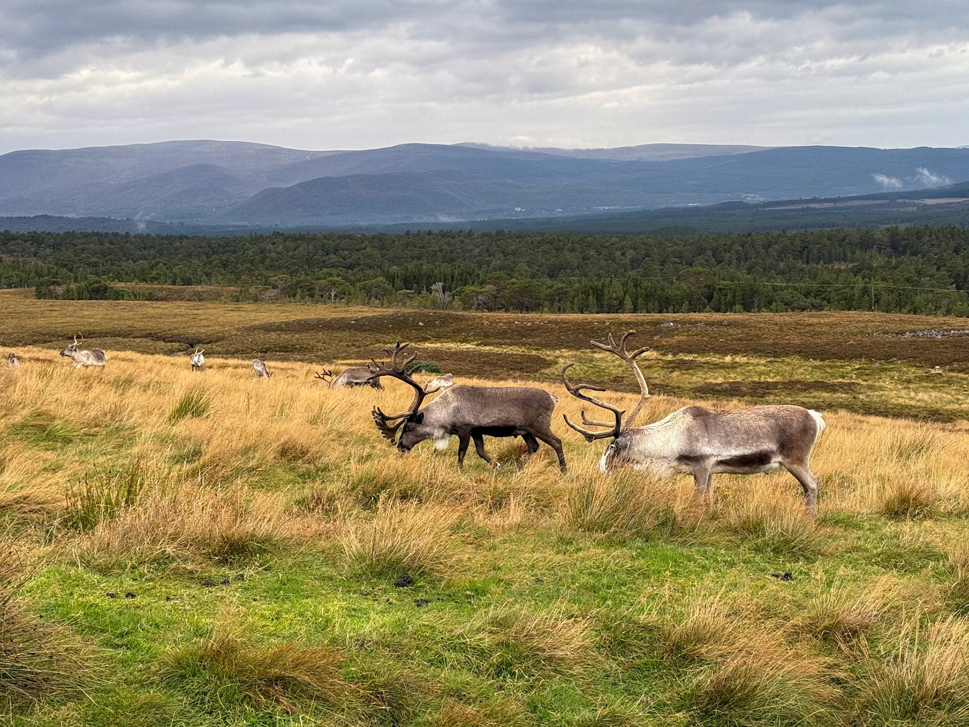 Cairngorm Reindeer