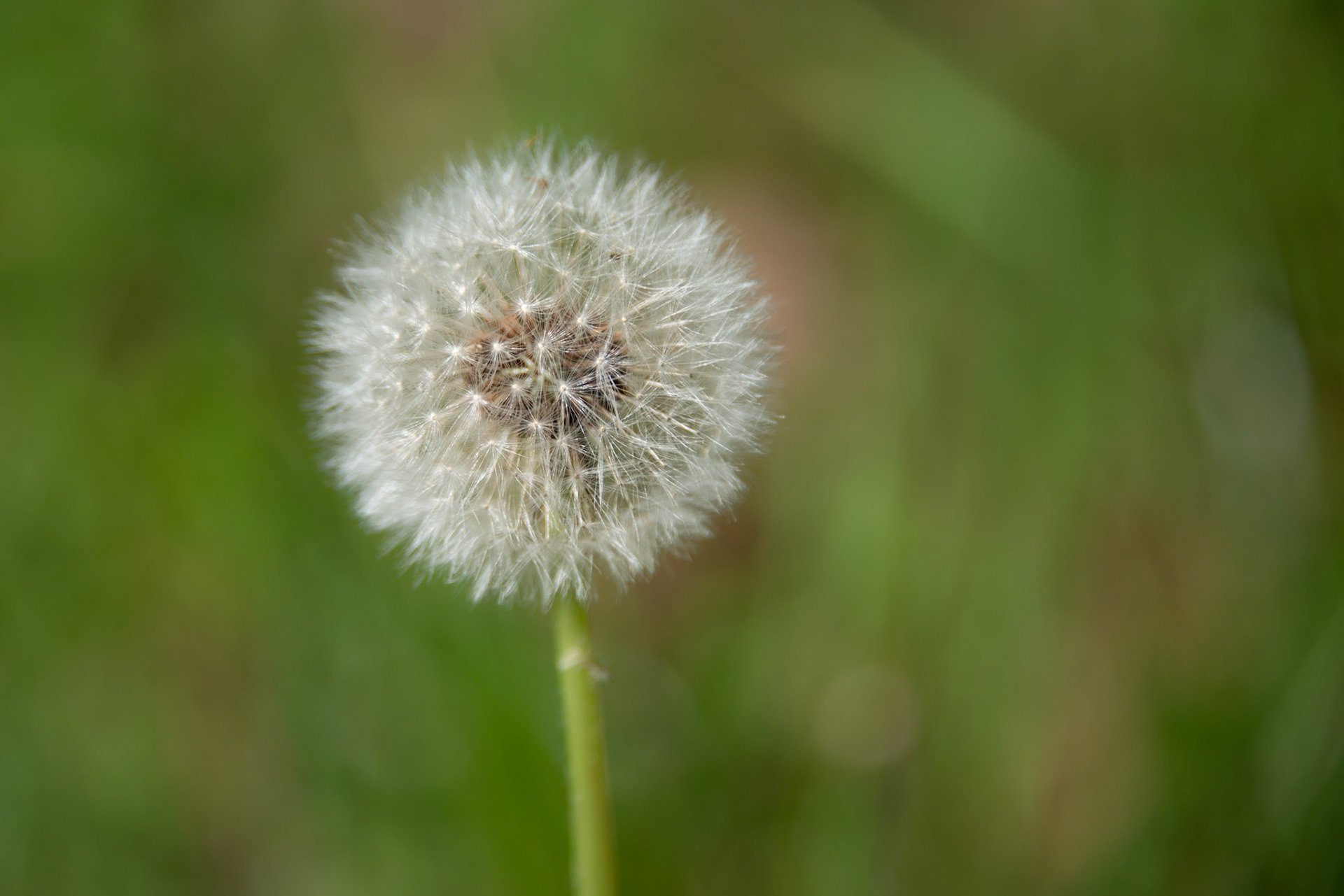 Dandelion