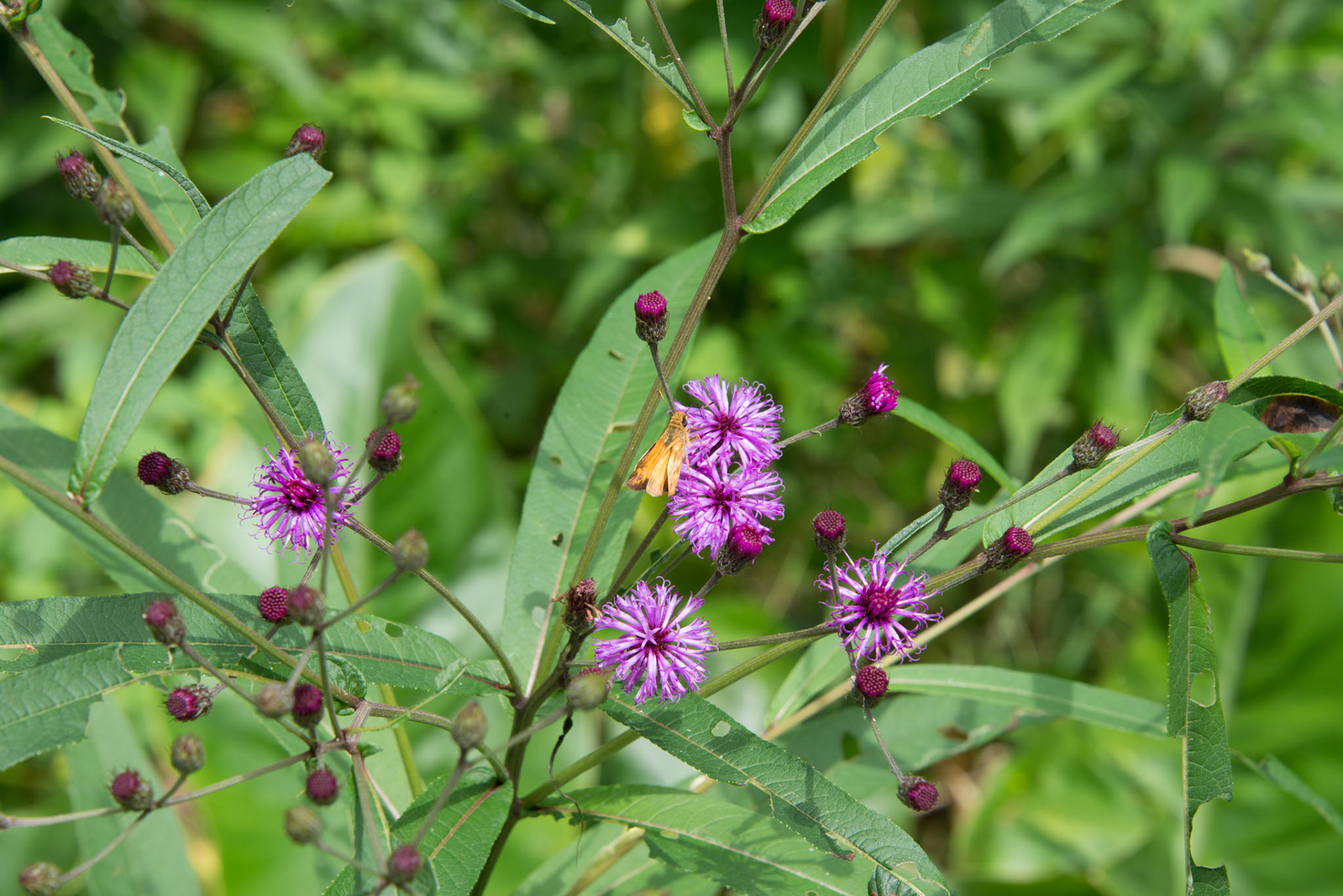 Purple Ironweed with Skipper
