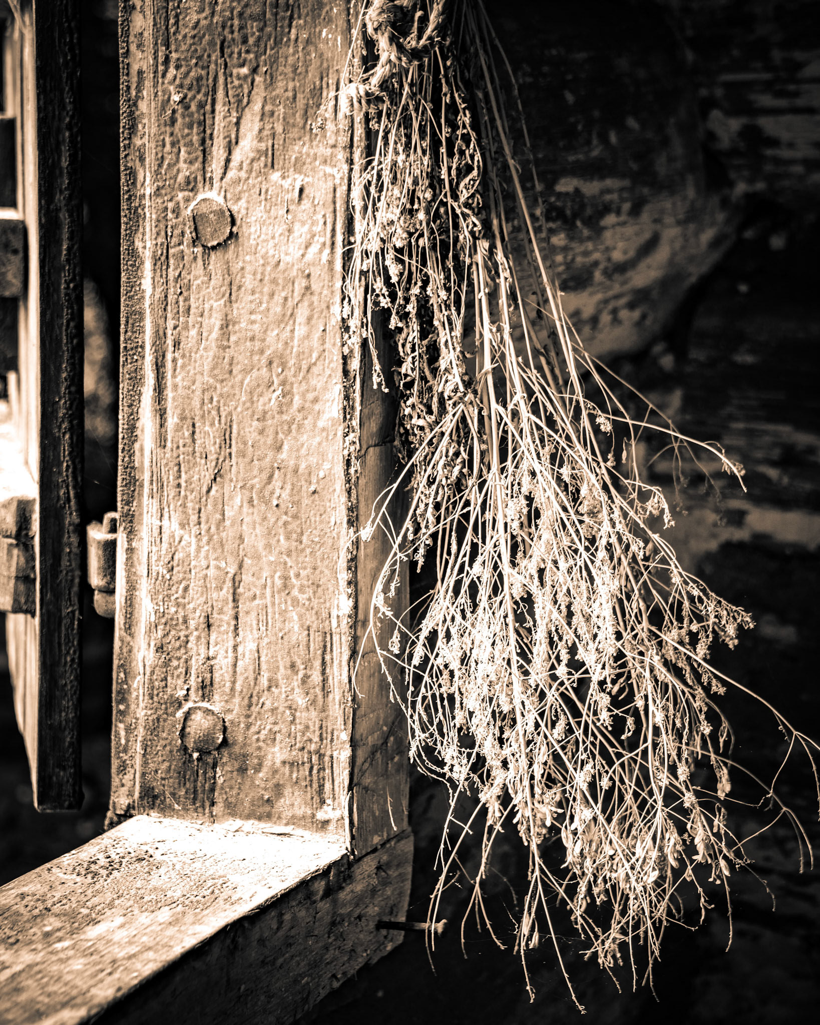 Flower Drying in the window Sepia