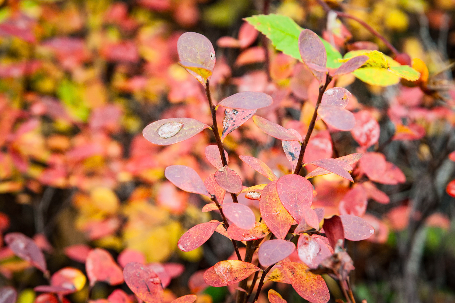Droplets on Alpine Blueberry