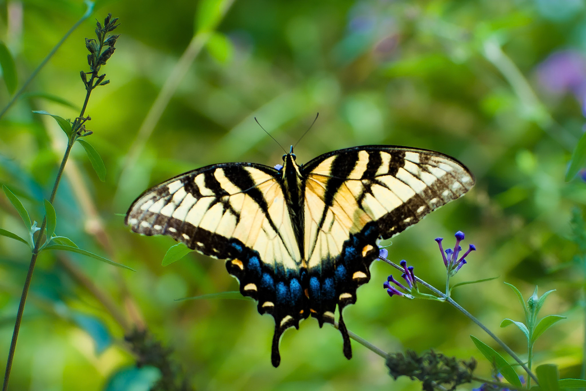 Two Tailed Swallow Tail (Papilio multicaudata)