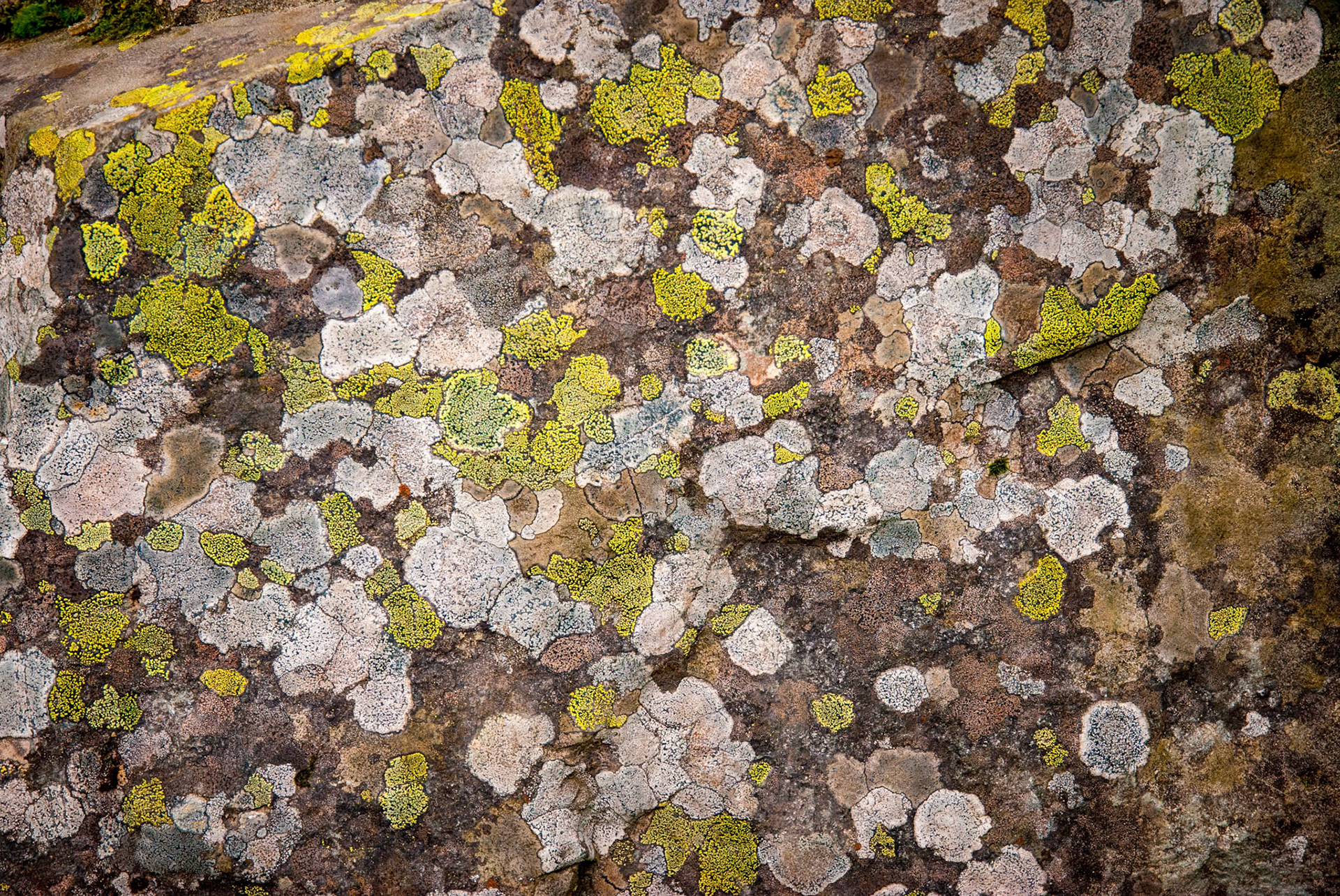 Lychen on a rock