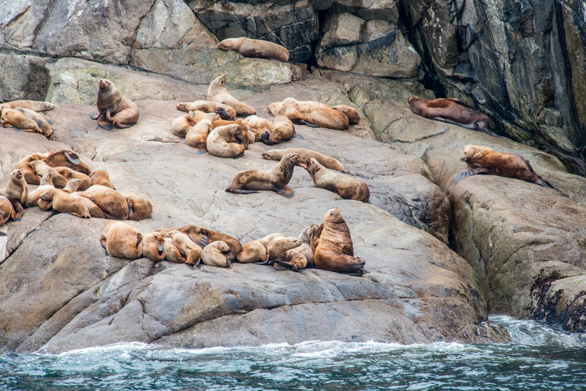 Colony of sea lions resting on rock