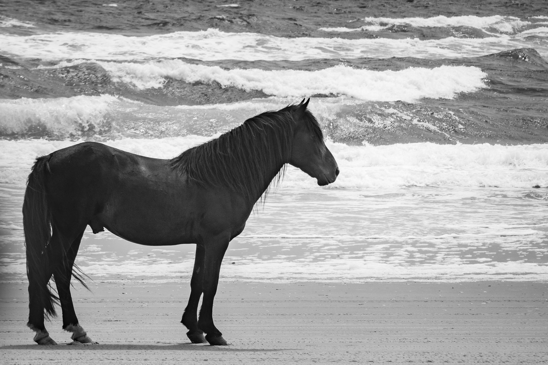 Corolla Wild Horses