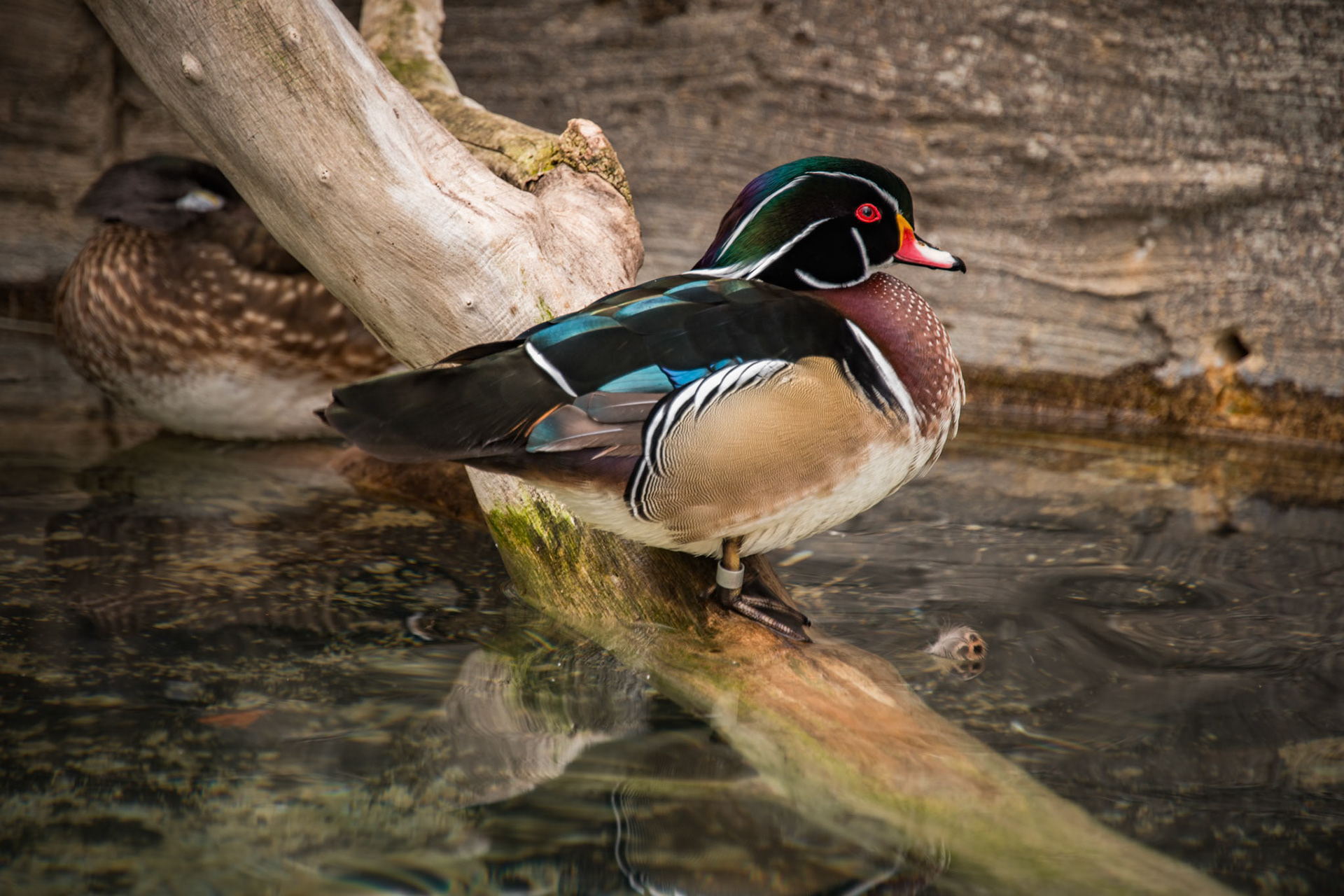 Wood Duck