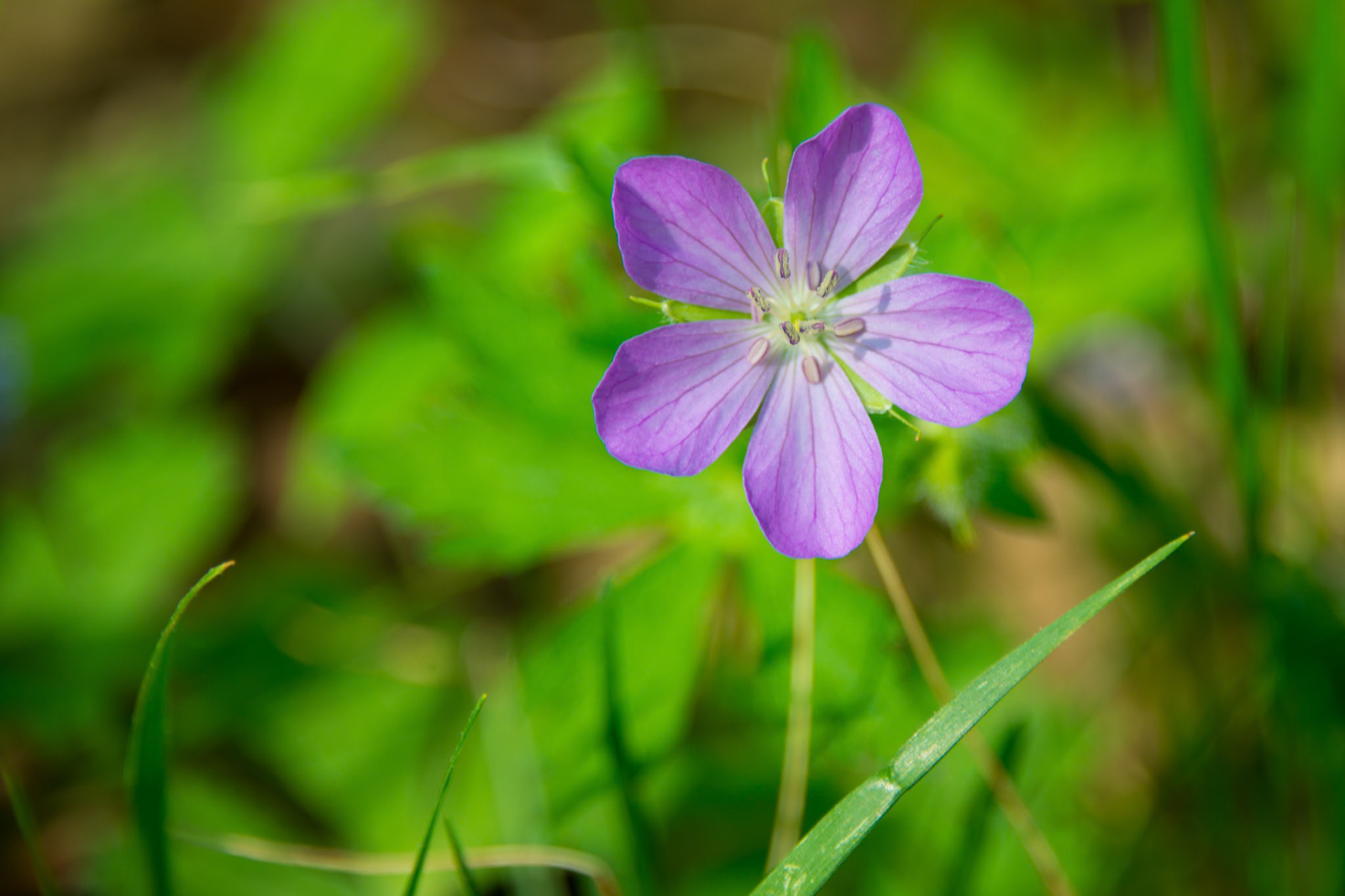 Purple Wild Geranium