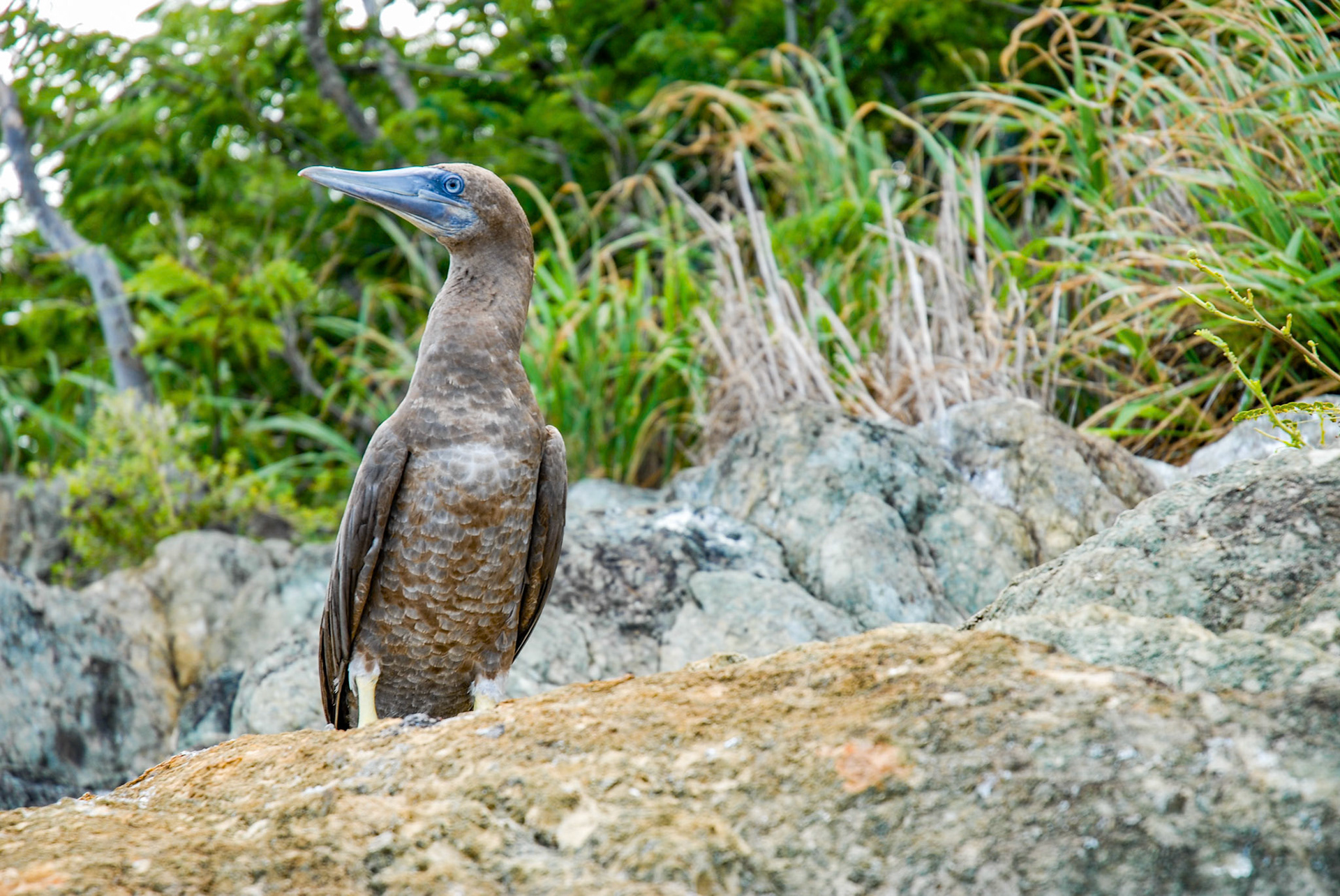 Yellow Footed Booby