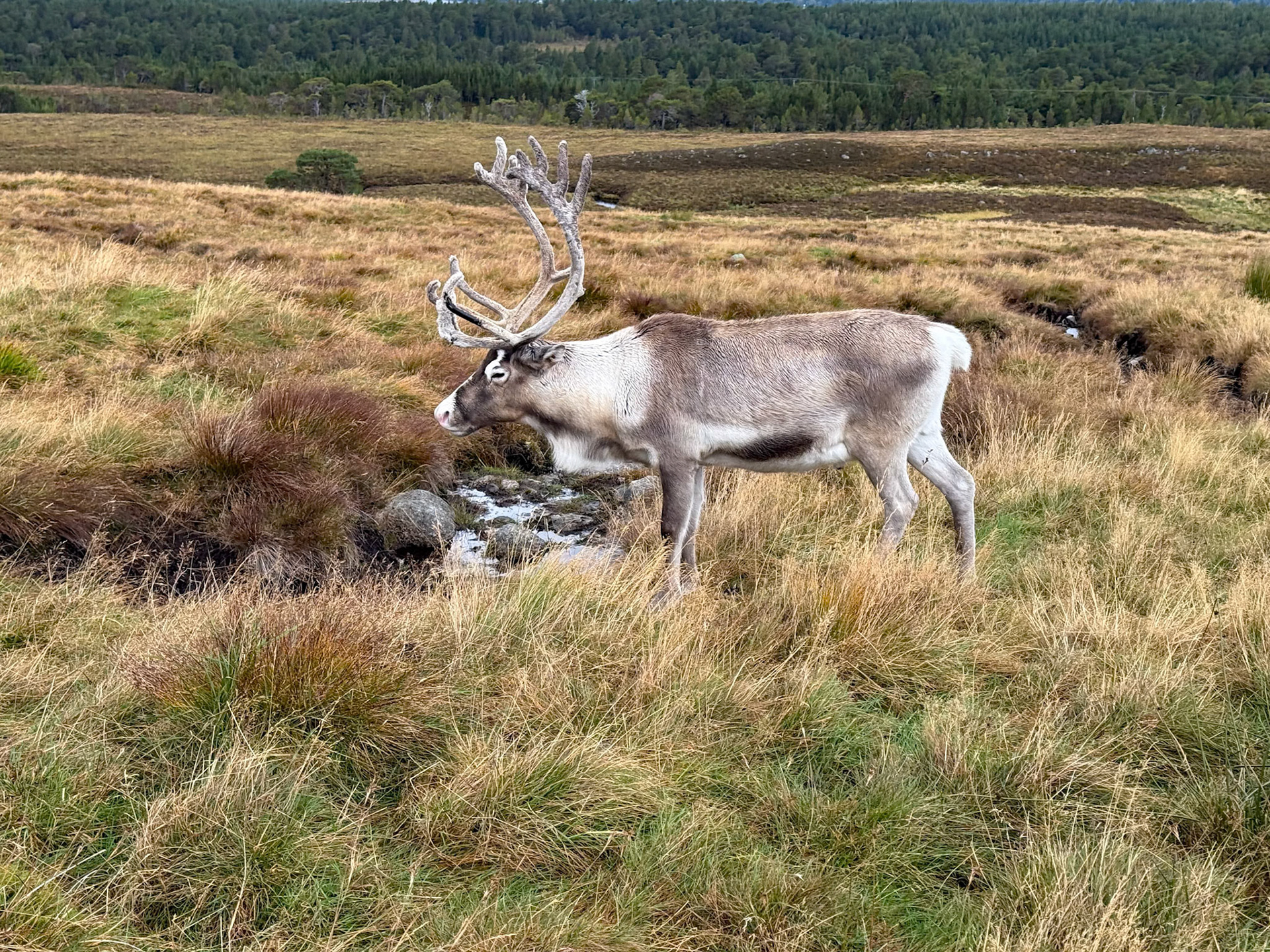 Cairngorm Reindeer