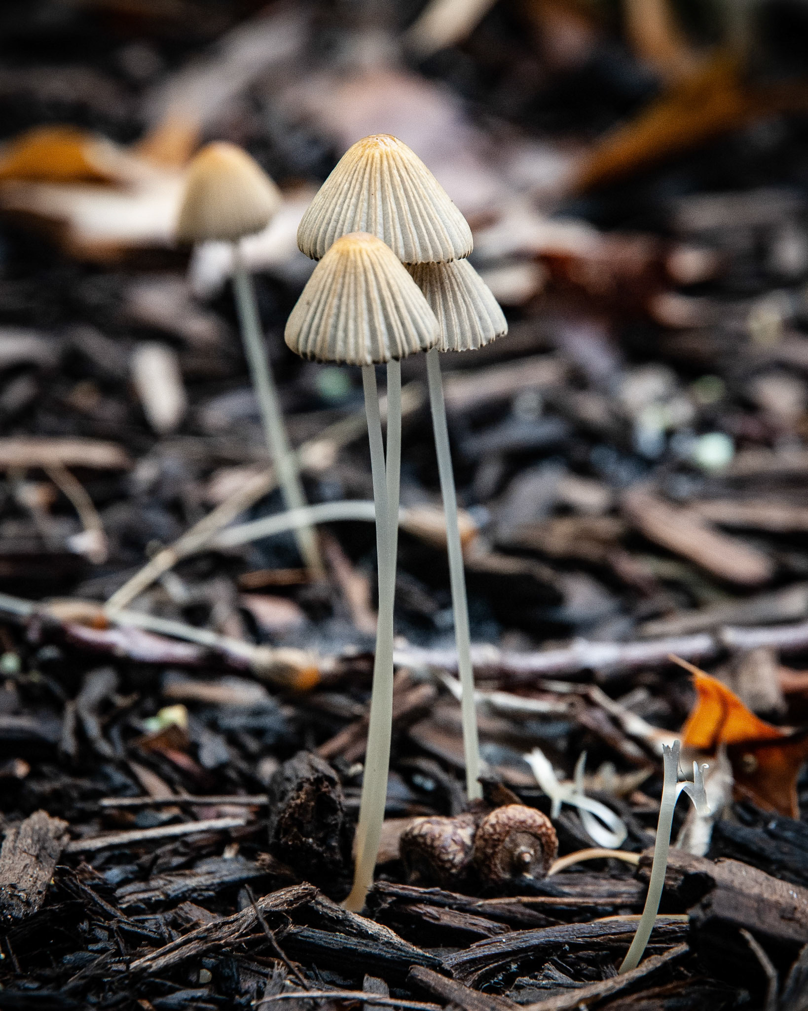 Brittlestems Mushrooms