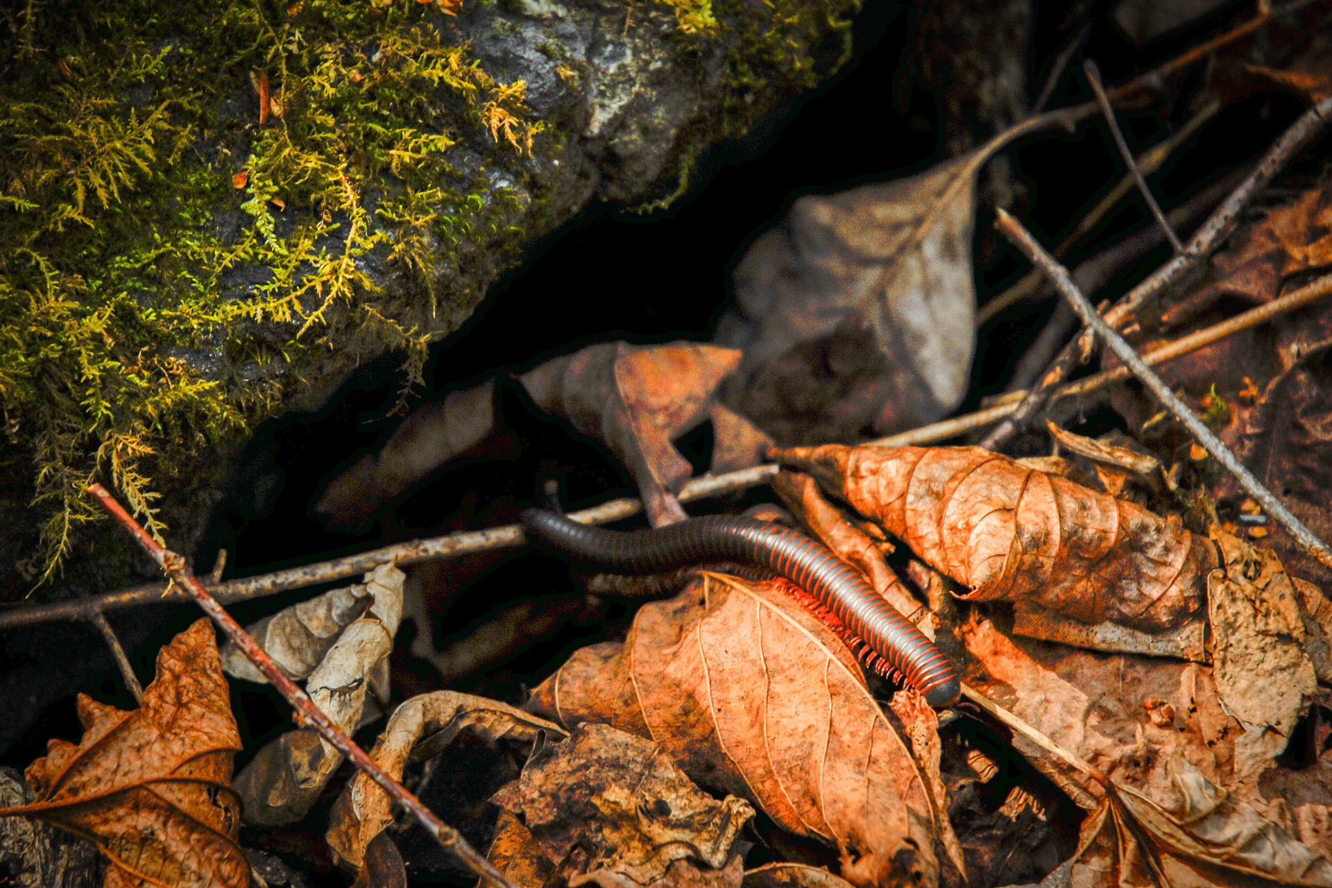This red milliped was crawling along the ground heading out into the sunlight.