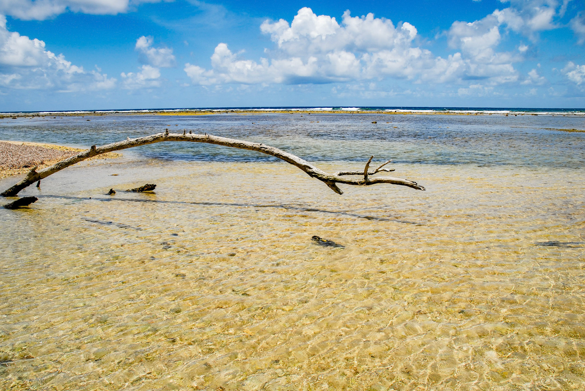St. John Beach with baby black tip shark swimming in the water.