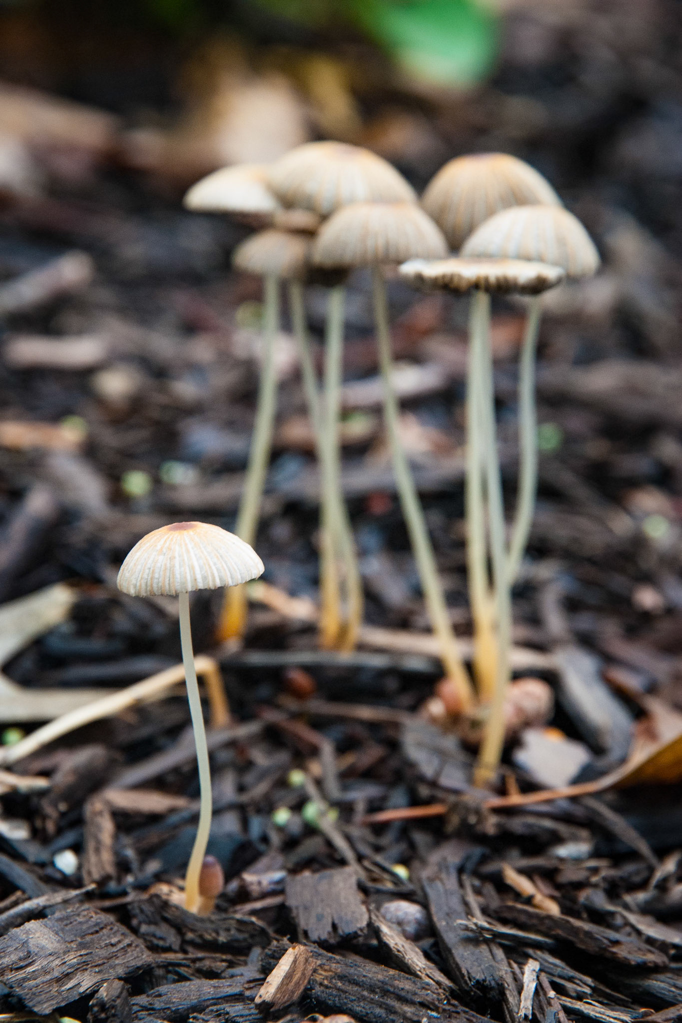 Brittlestems Mushrooms