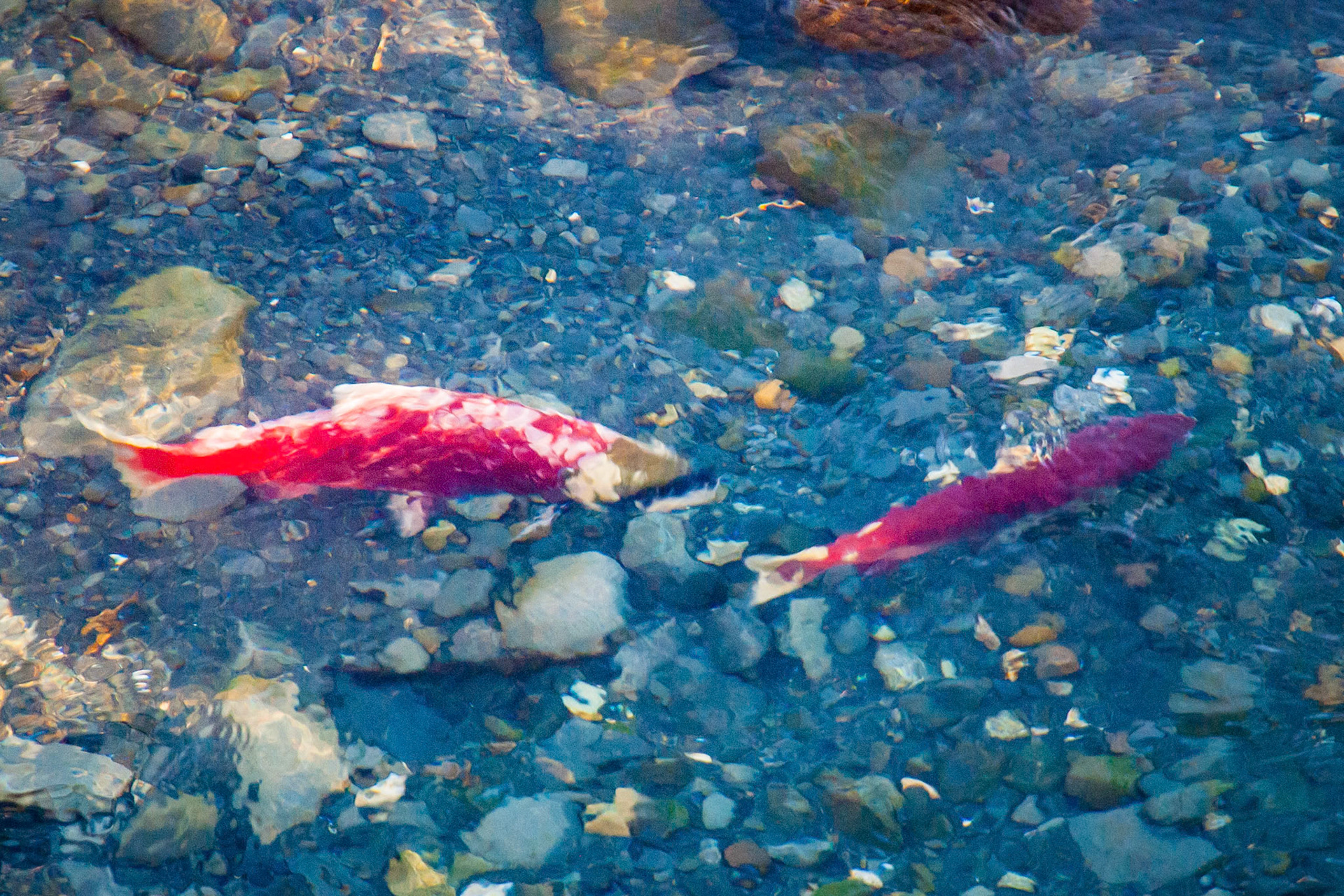 Two sockeye salmon in a stream
