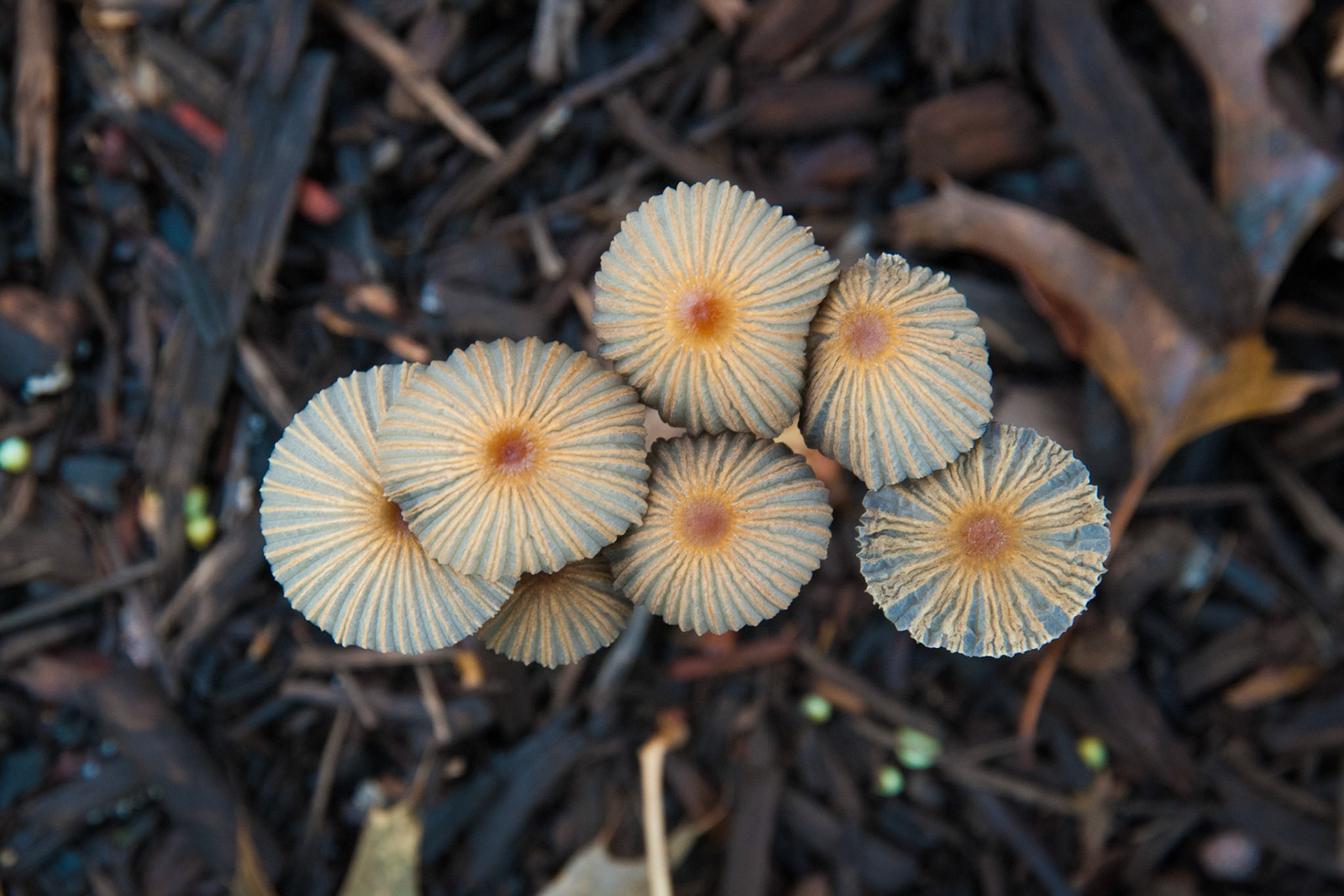 Brittlestems Mushrooms Caps
