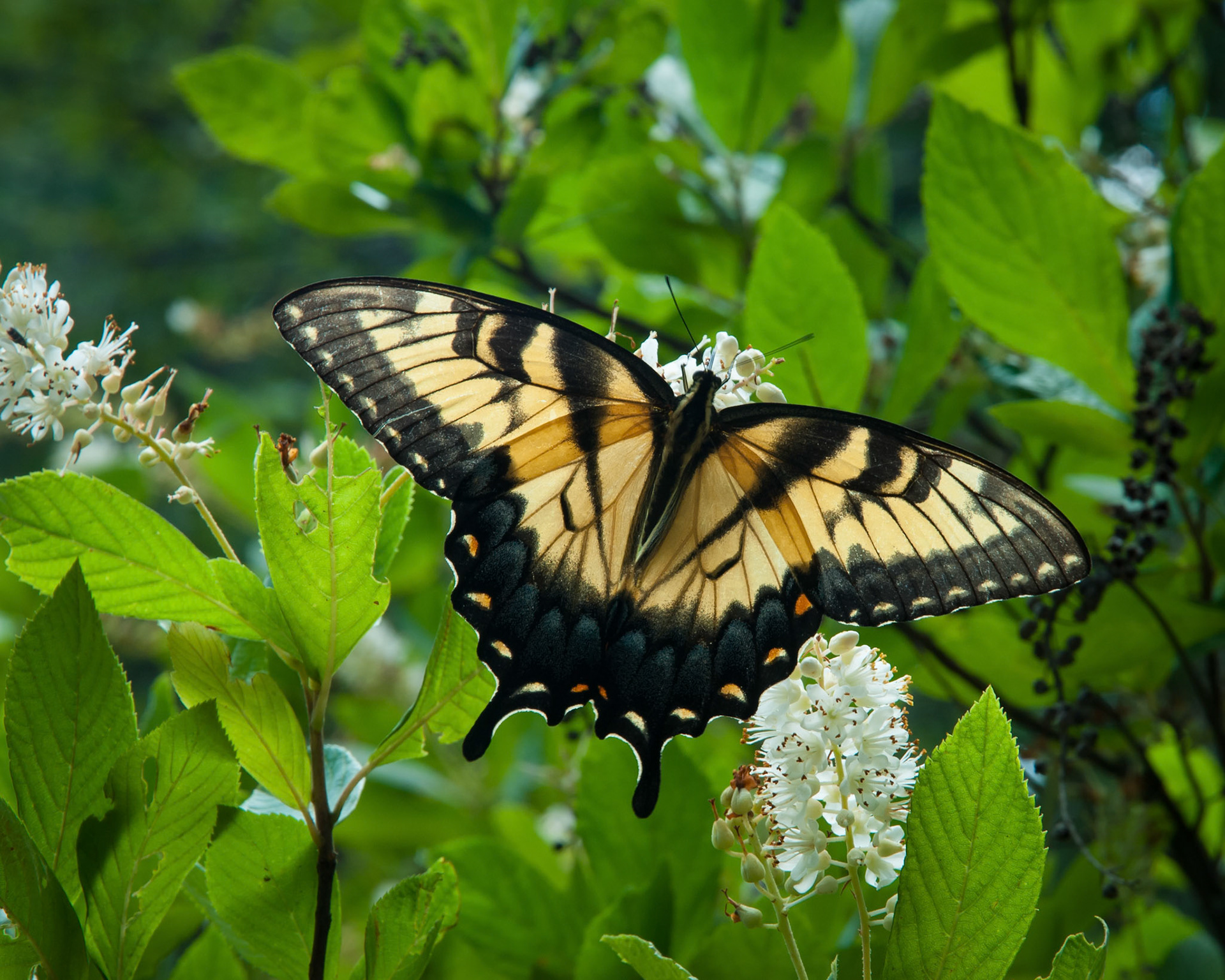 Yellow Swallowtail Butterly