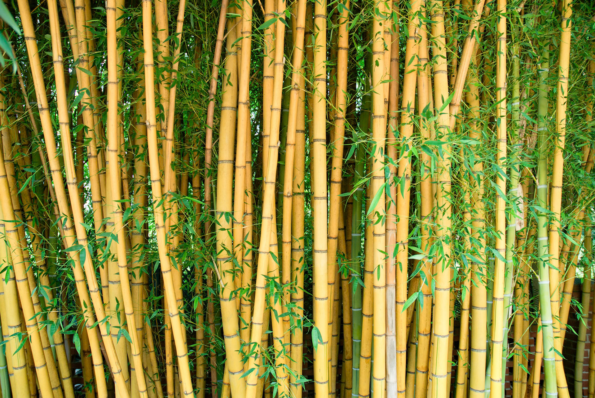 Bright Yellow Bamboo