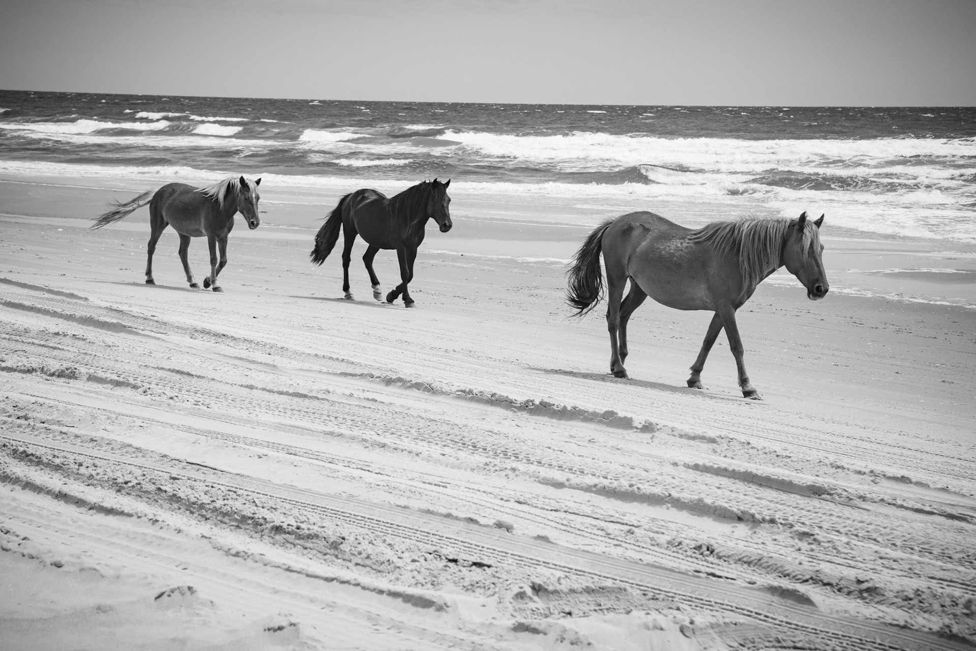 Three wild horses  Carova beach