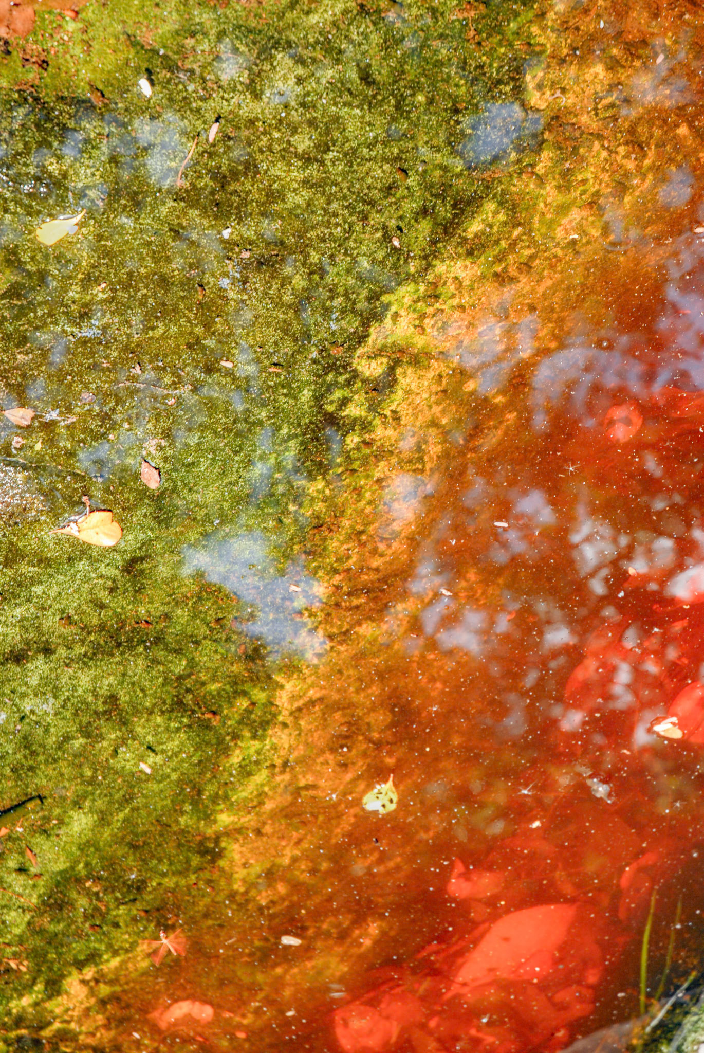 Walking through the woods in the Virgin Islands to view some old native carvings in a stone one, or Pictographs, there were pools of fresh water that gathered among the stone. Algae formed on the bottom of this pool in some amazing colors.
