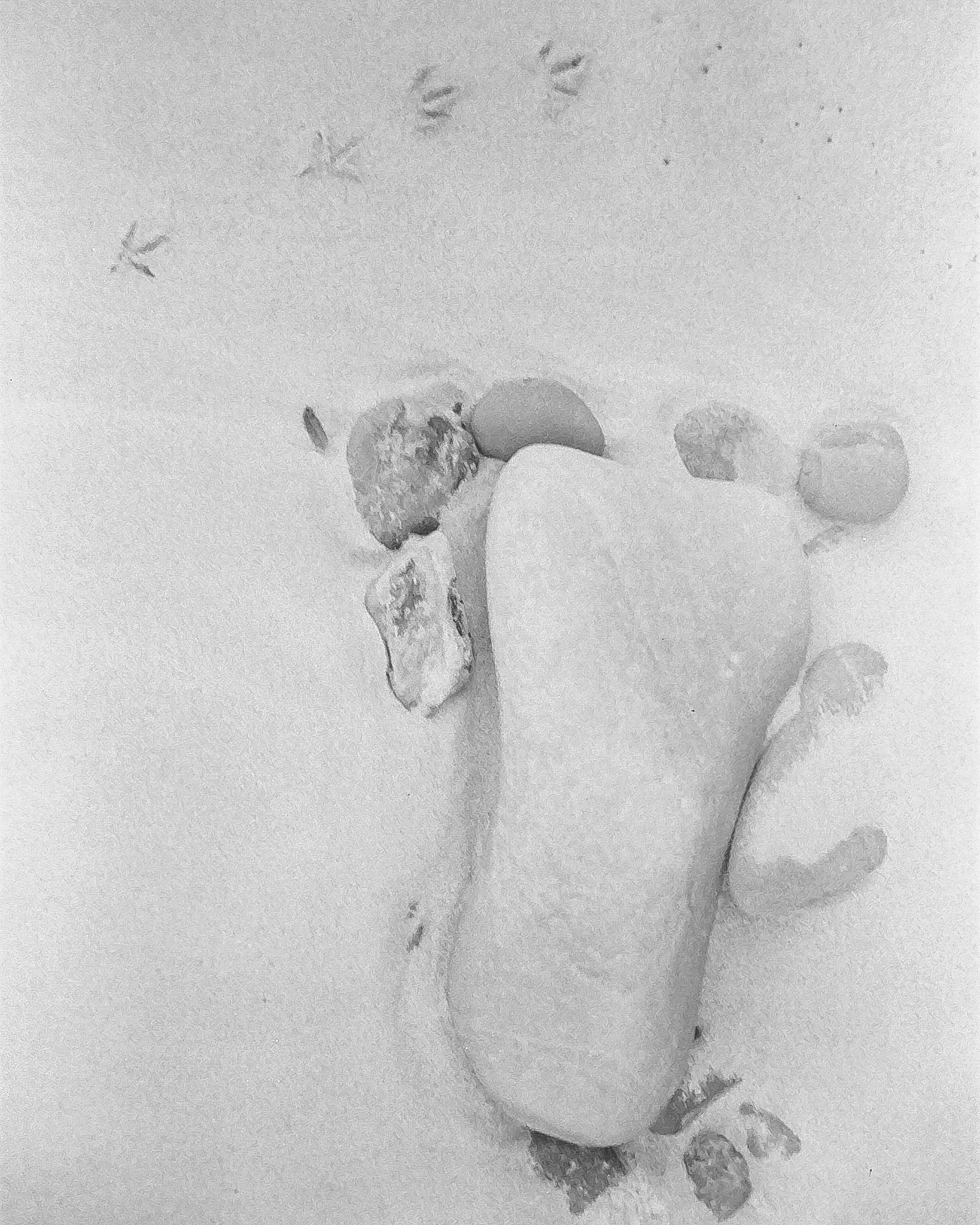 Bird Prints and Rocks that look like a foot