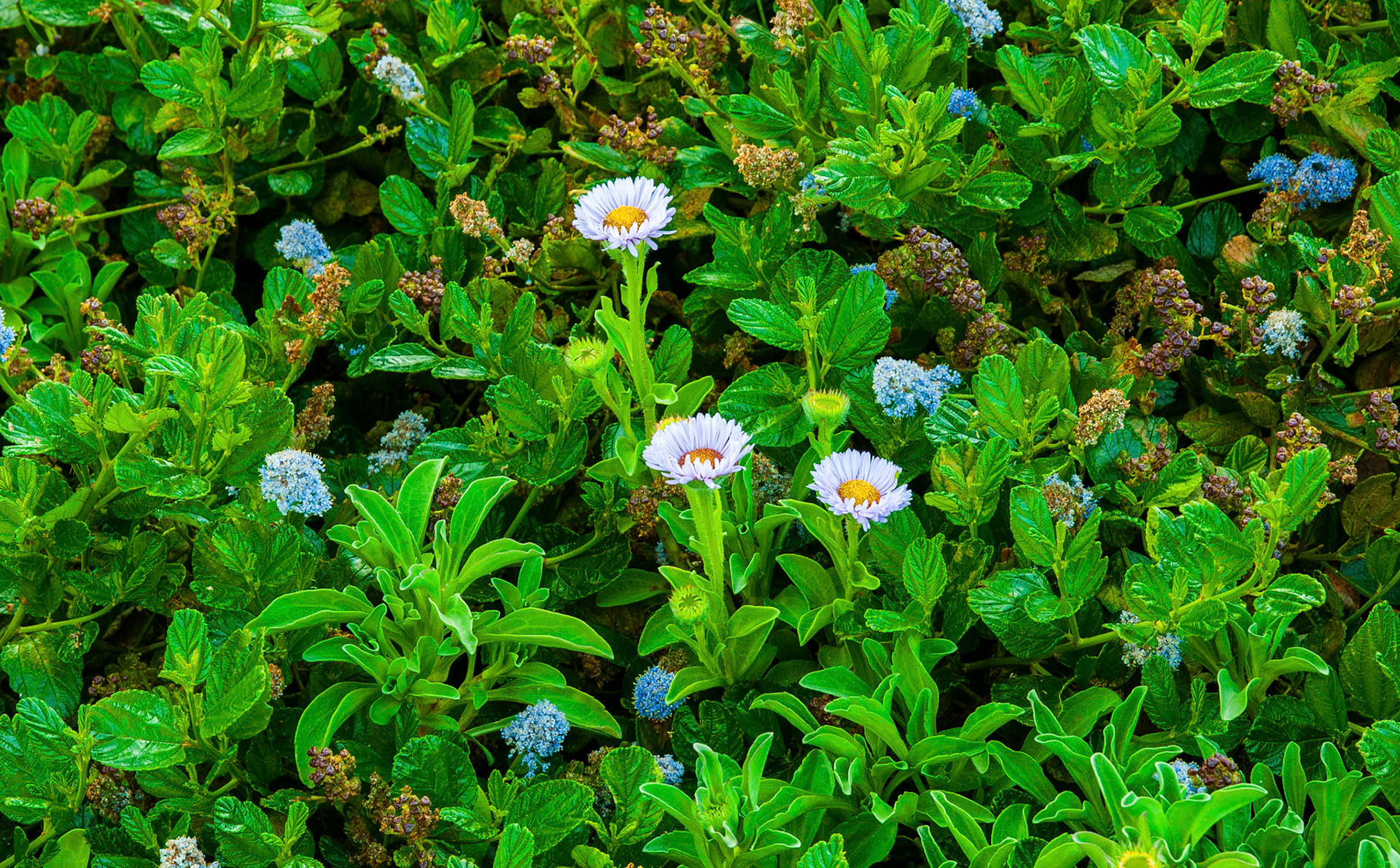 Fleabane and Blueblossom