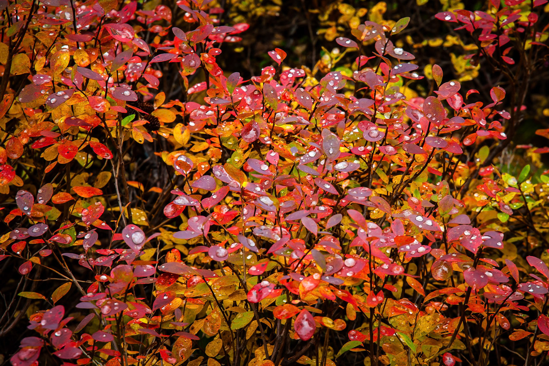 Droplets of Water on Blueberry