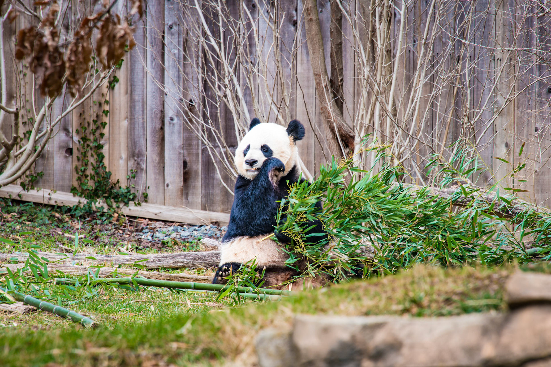 Panda Eating Bamboo