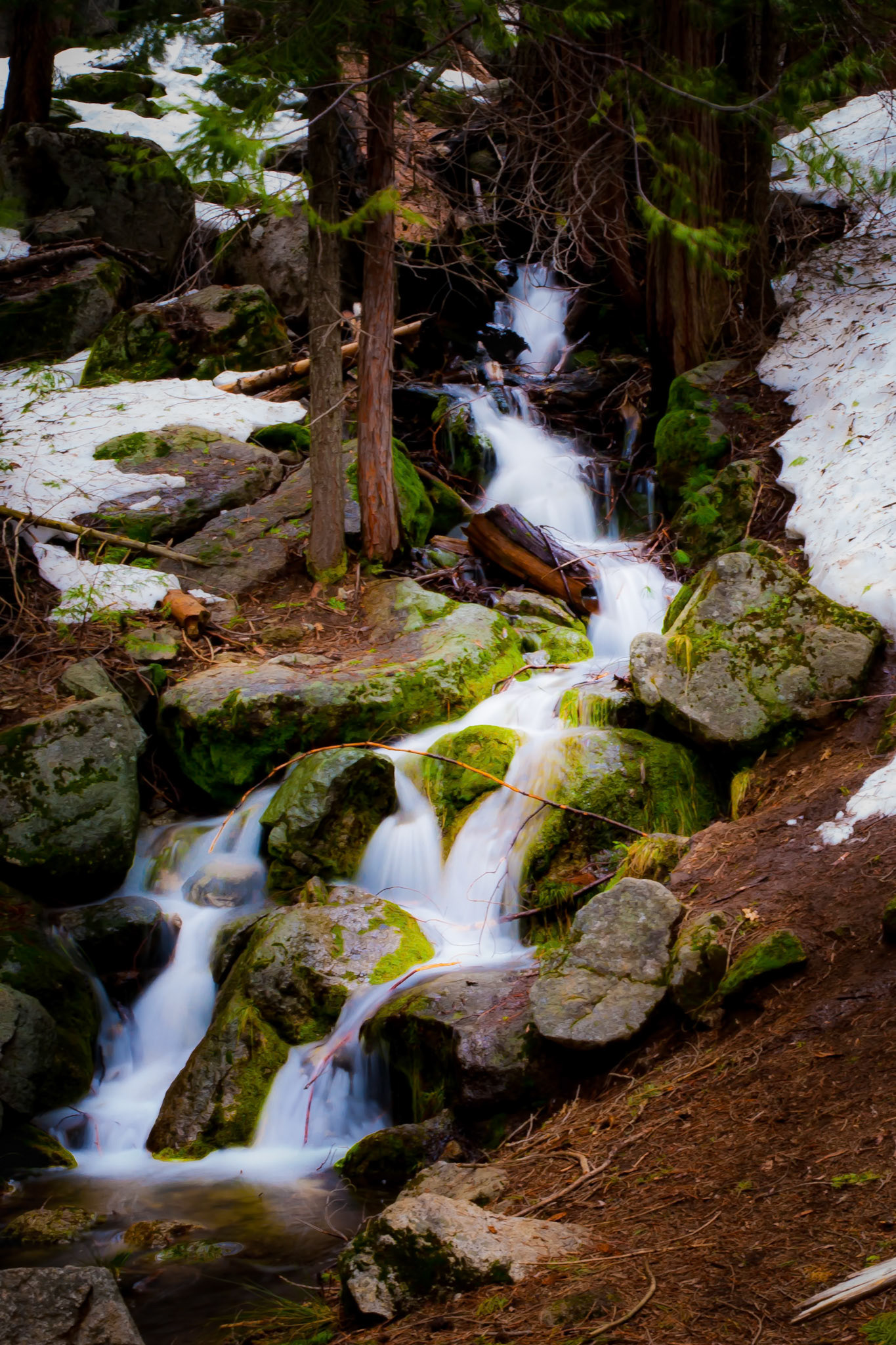 Small Fall in Mariposa Grove