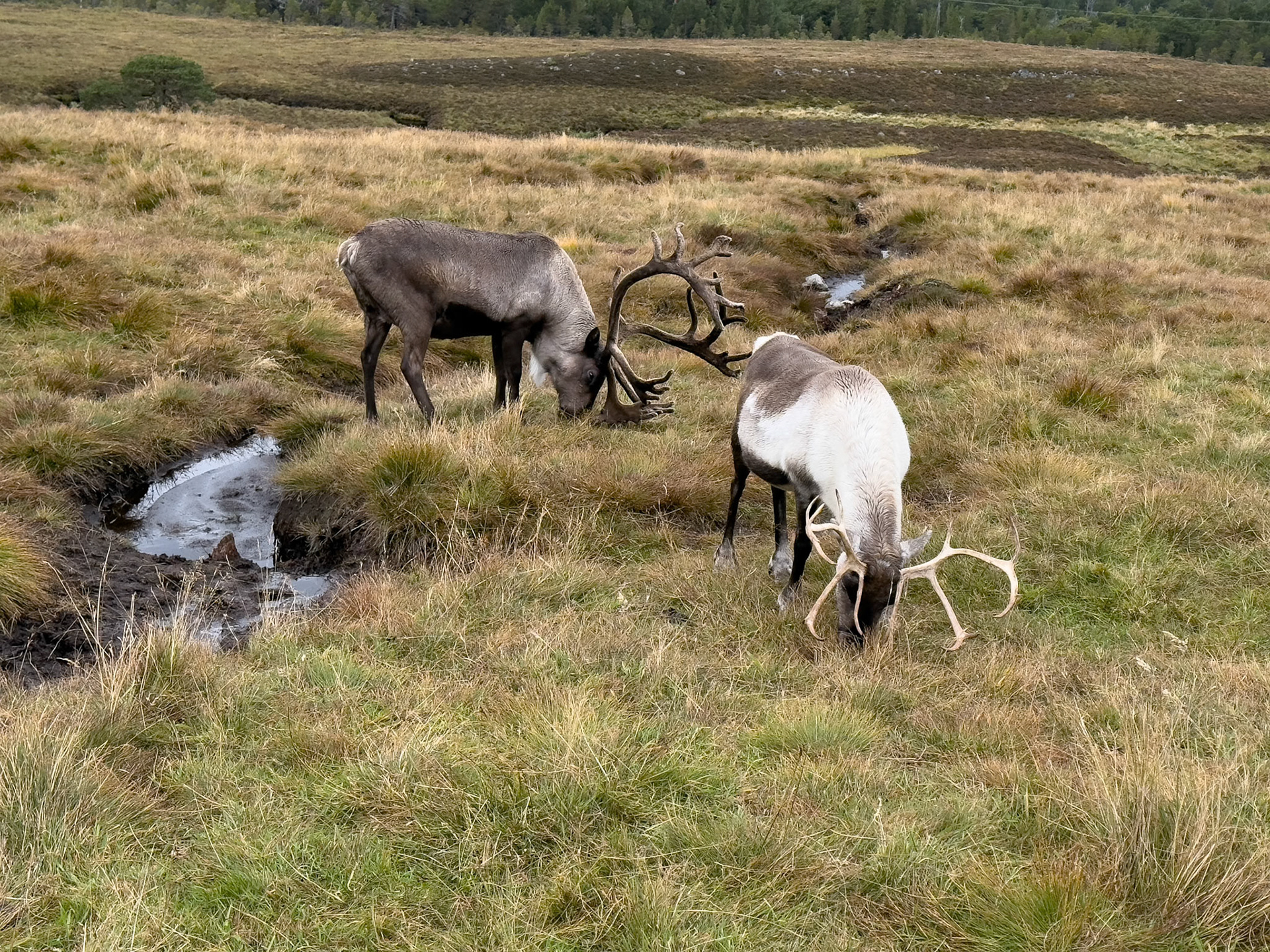 Cairngorm Reindeer