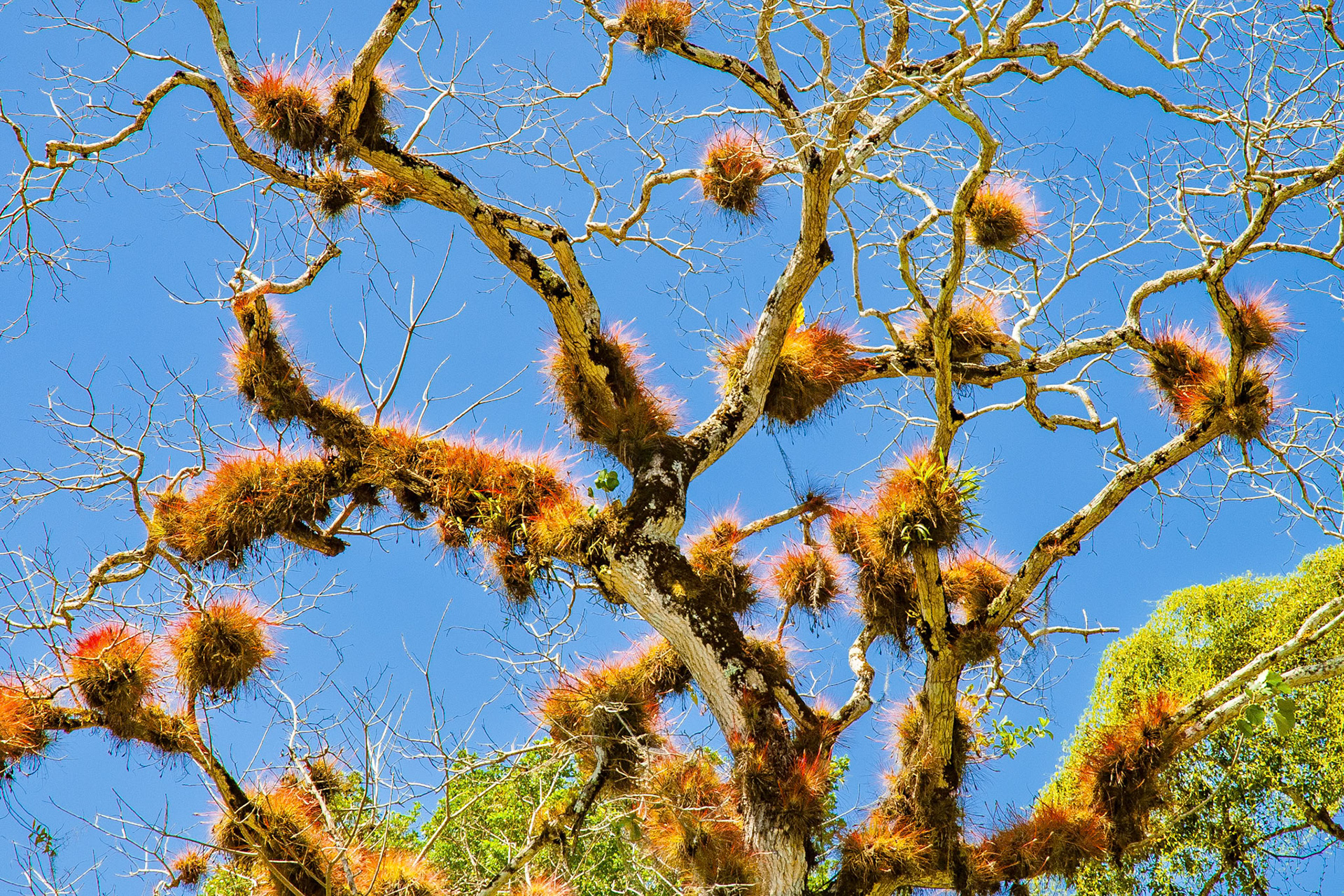 Red Epiphytes on Tree