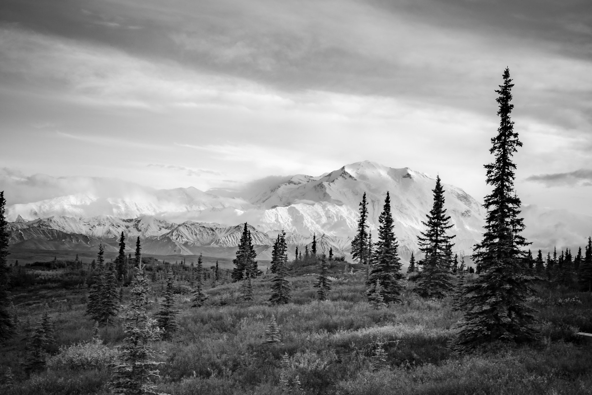Denali and pines