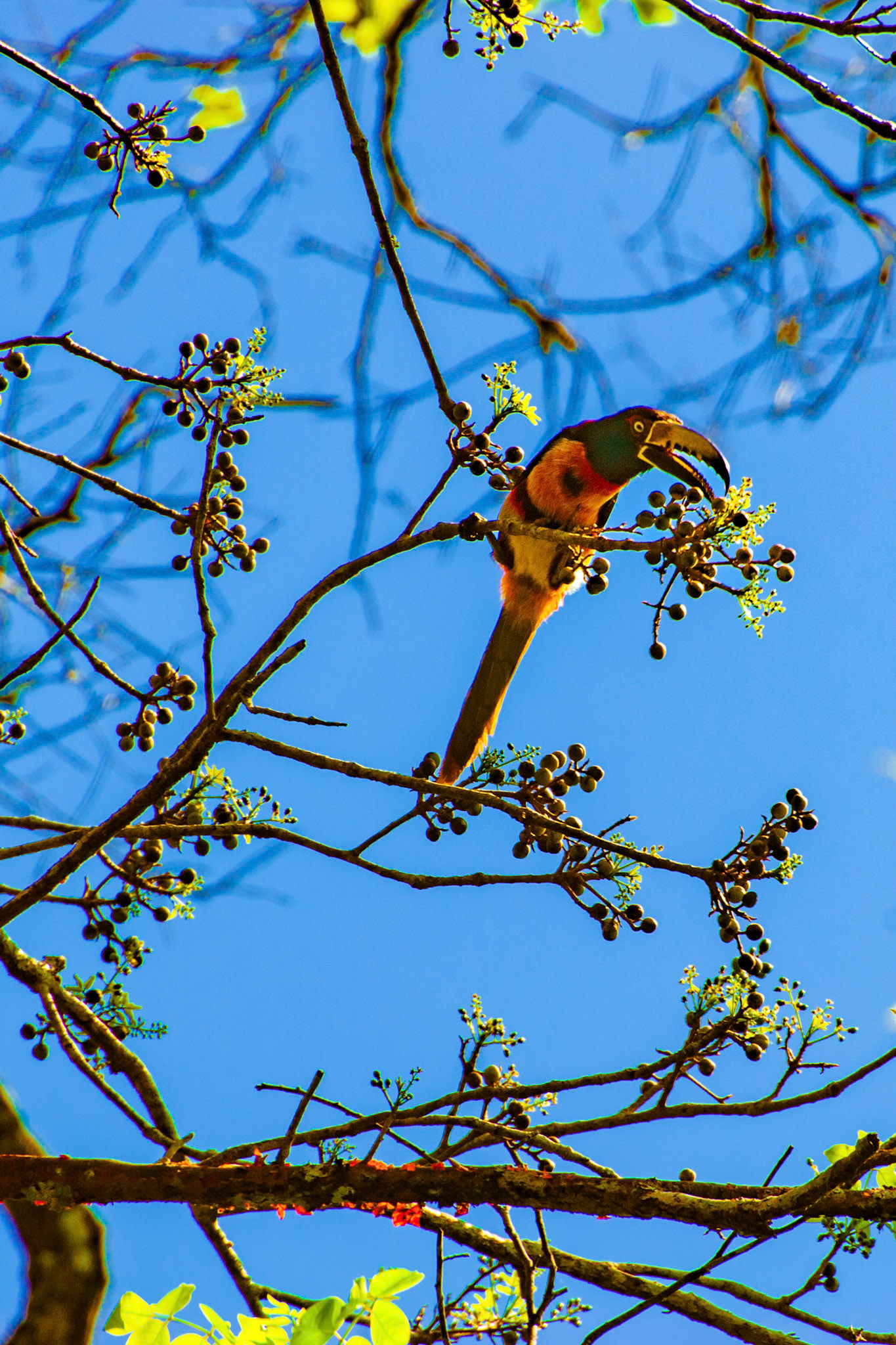 Toucan Eating