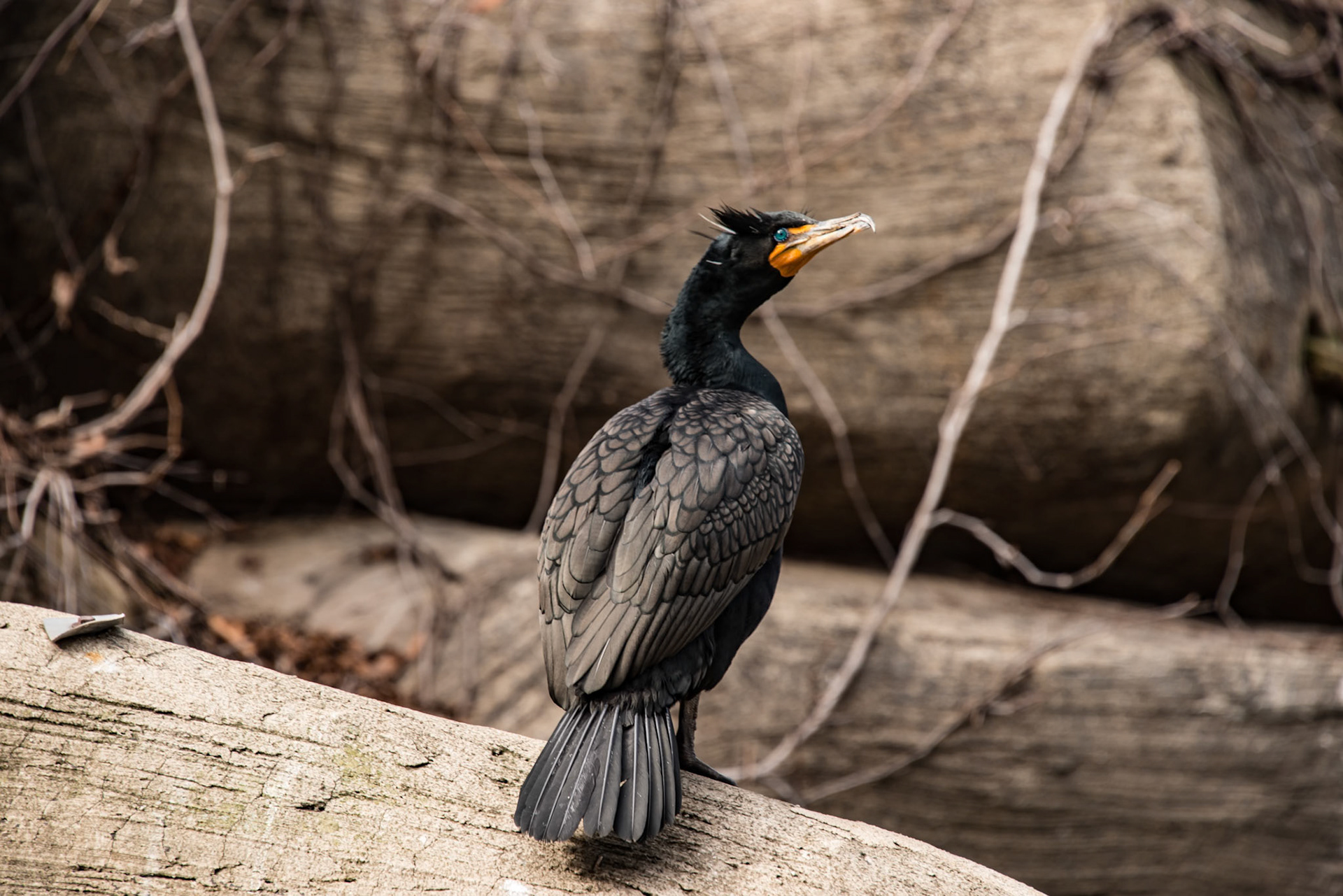 Double Crested Cormorant