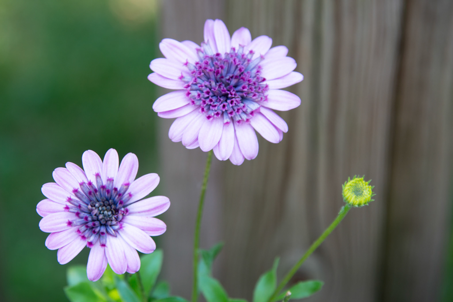 Purple Flower Daisybush