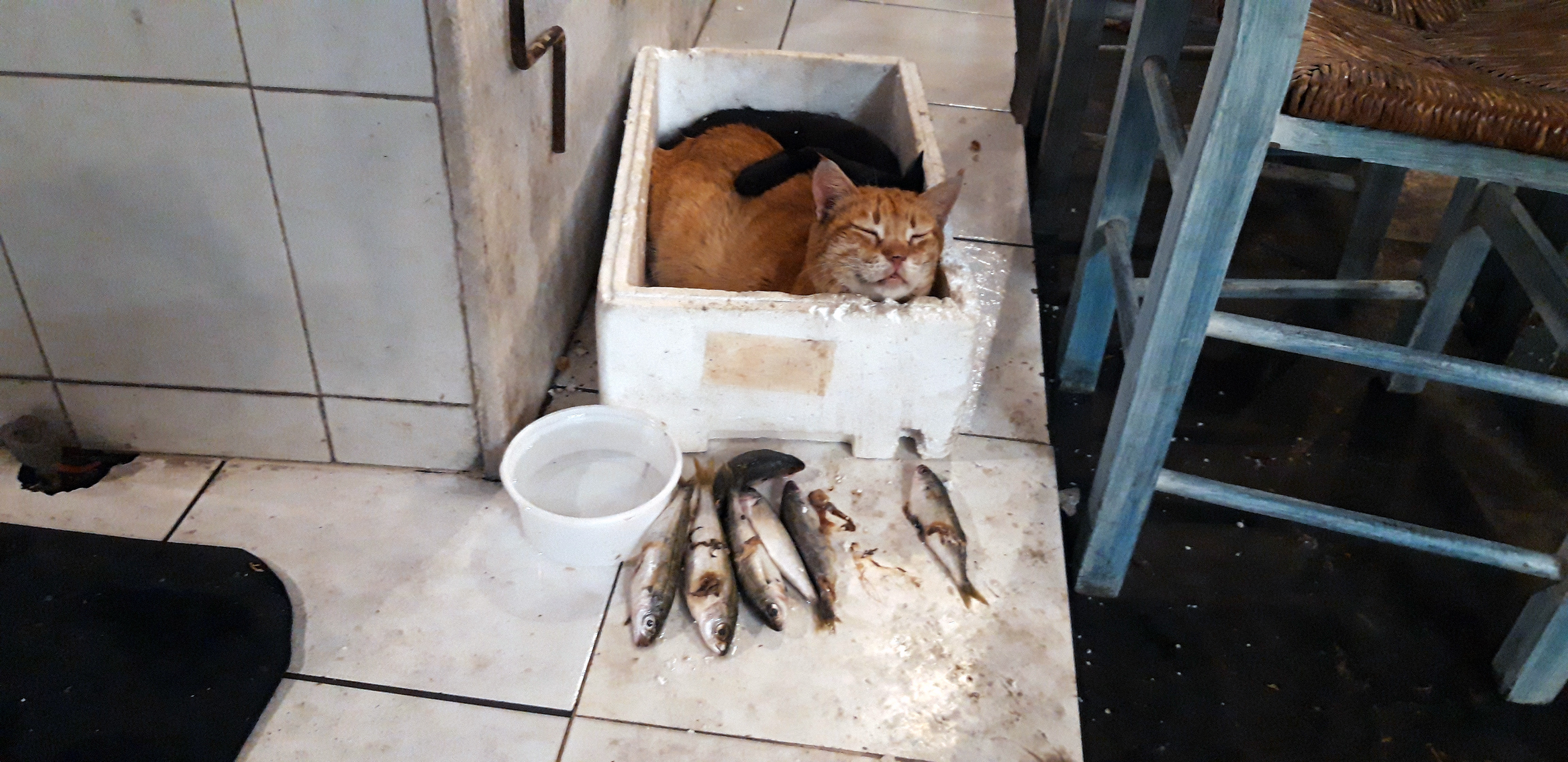 An orange cat sleeps in a styrofoam box, next to fish and a water bowl, in a traditional tavern.Πορτοκαλί γάτος κοιμάται σε φελιζόλ, δίπλα σε ψάρια και μπολ με νερό, σε παραδοσιακή ταβέρνα.