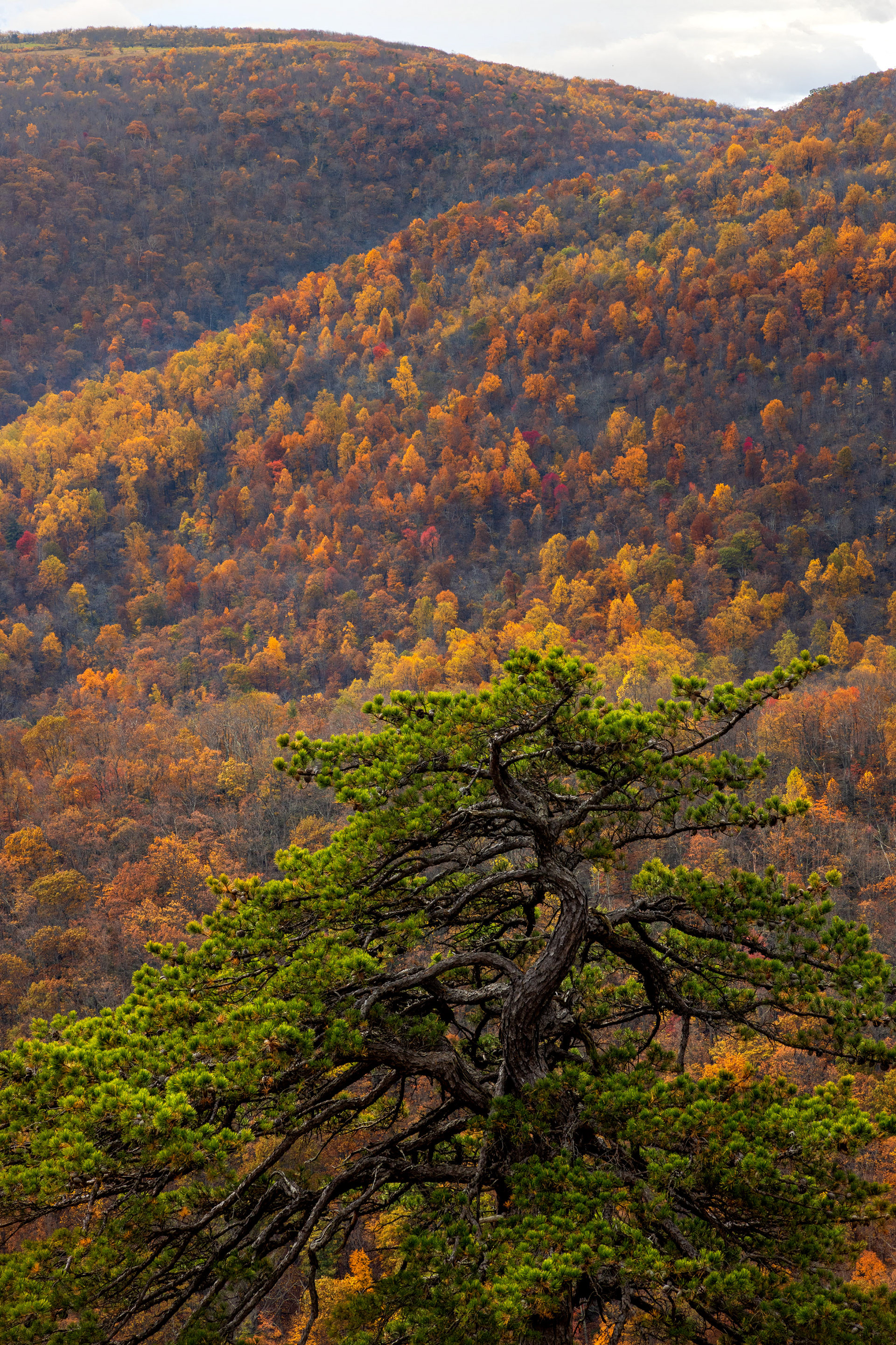 Tree at Bacon Hollow Overlook