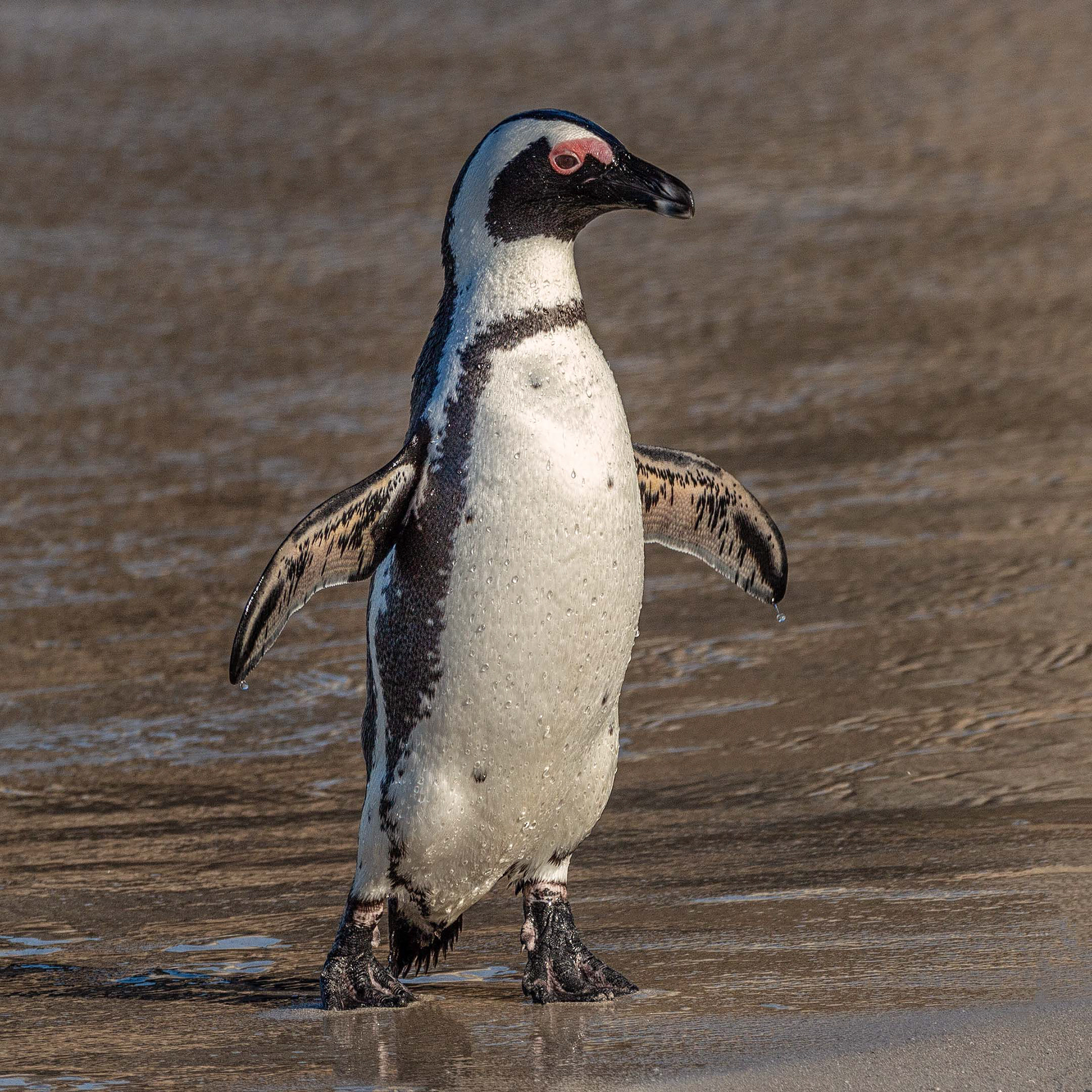 African Penguin, Boulders Beach