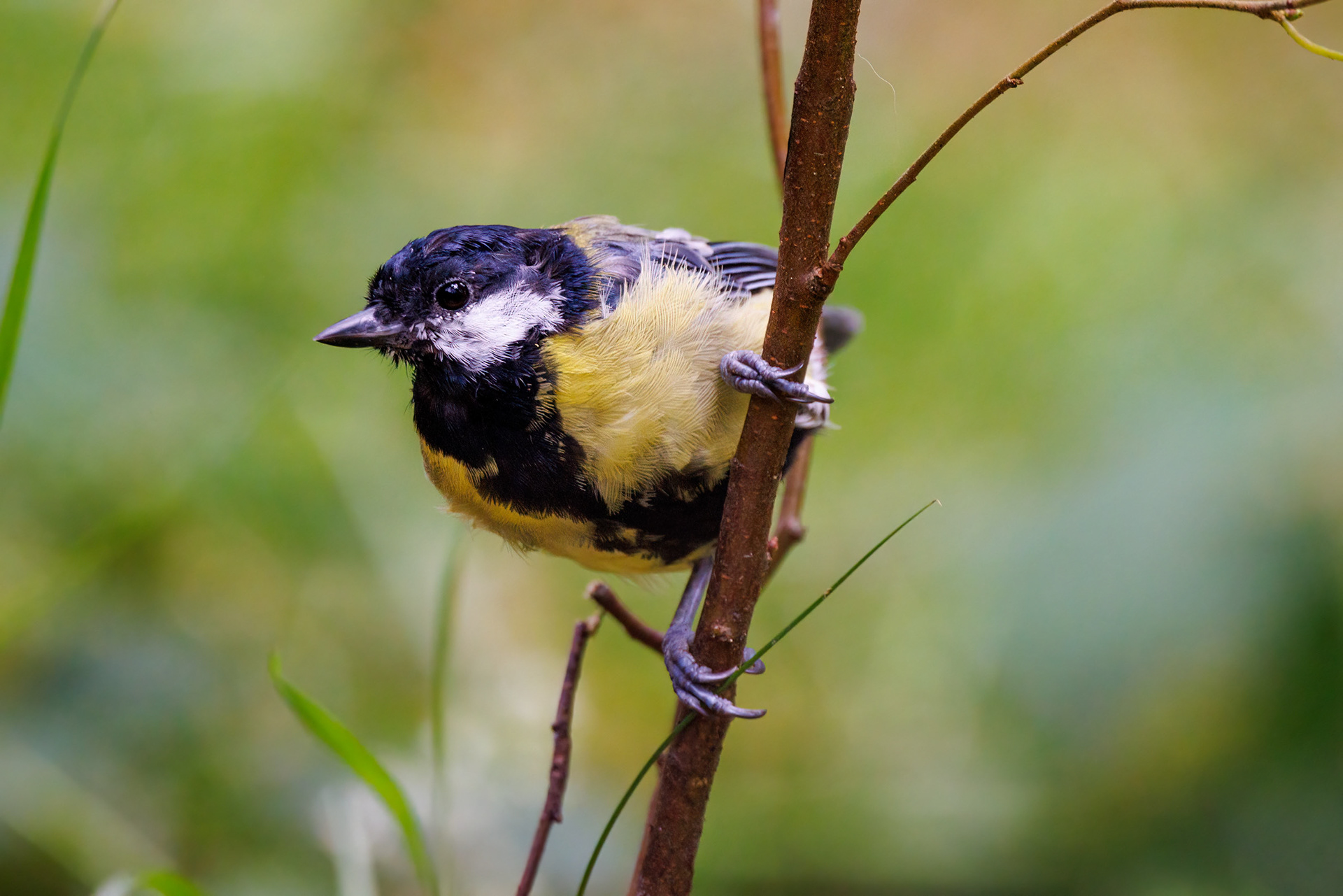 Great Tit, Queen Elizabeth Forest Park, Scotland