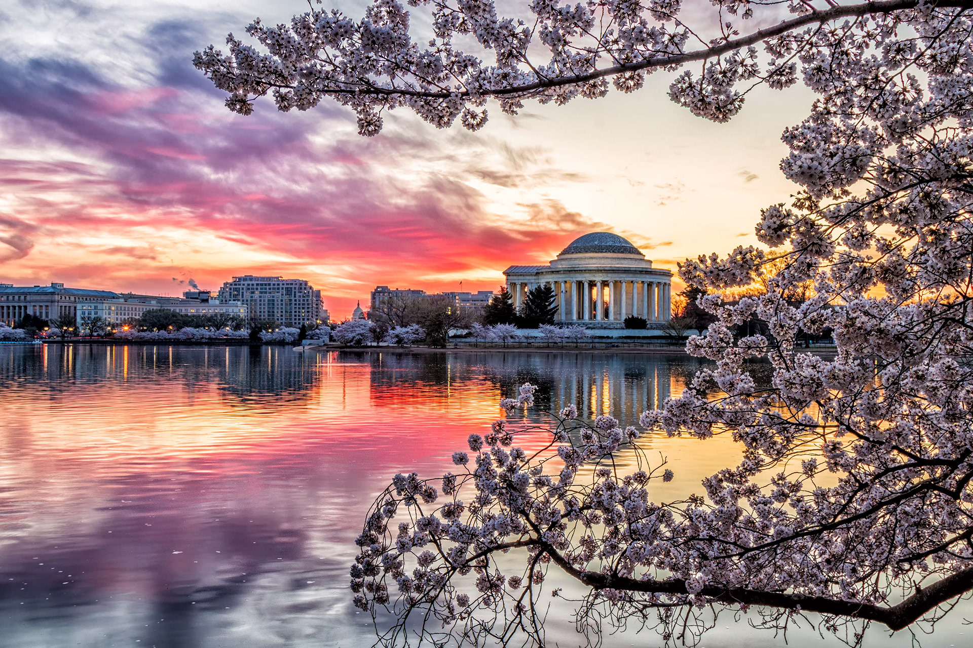 Cherry Blossoms at the Tidal Basin, Washington, DC