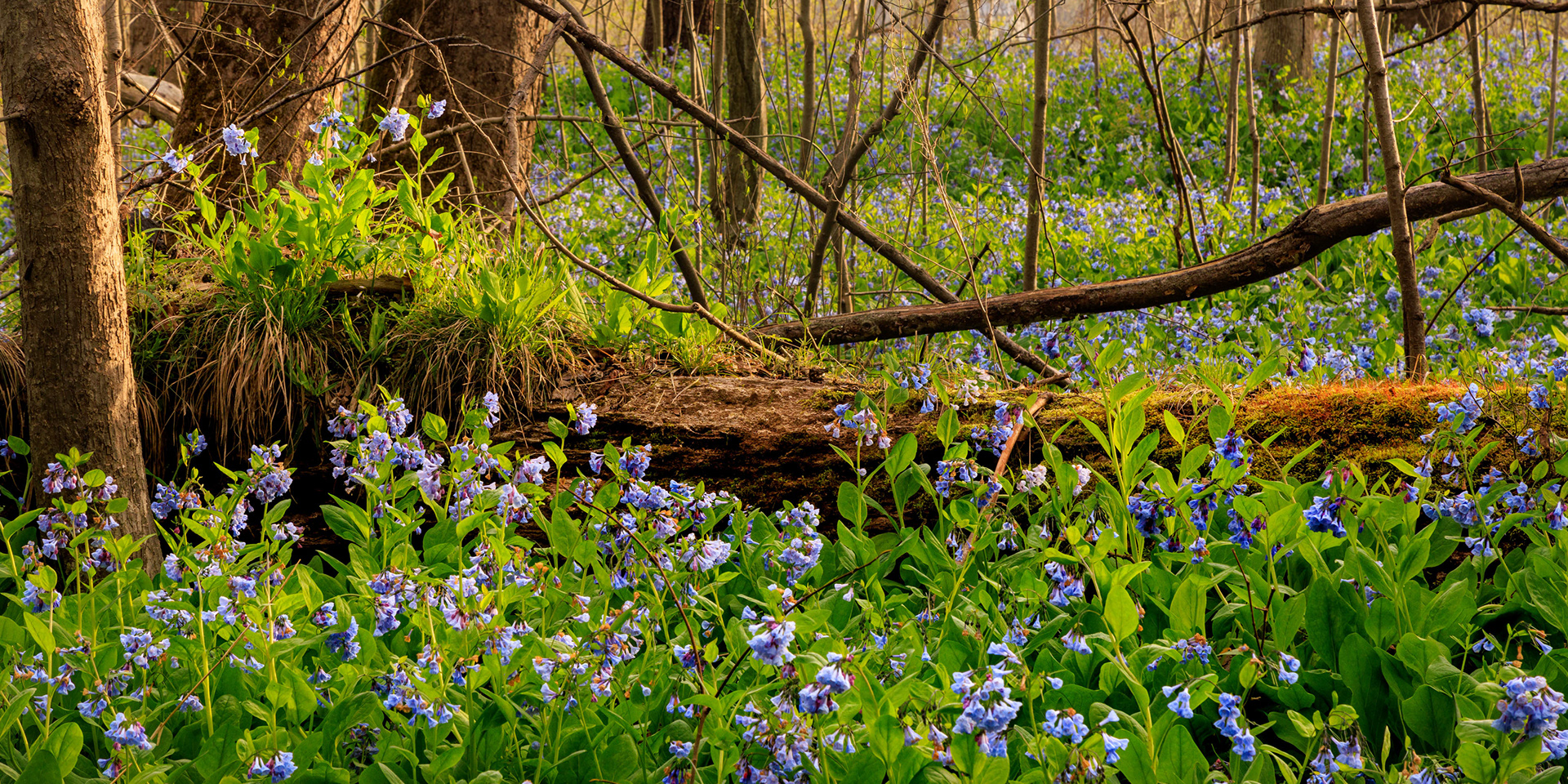Bluebells at Riverbend Park, VA
