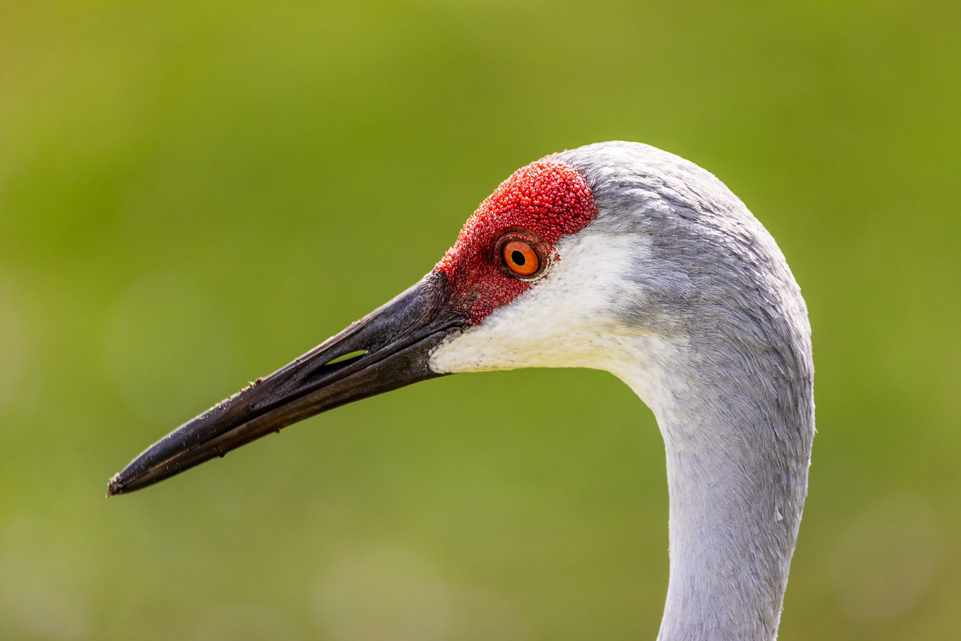 Sandhill Crane, Florida