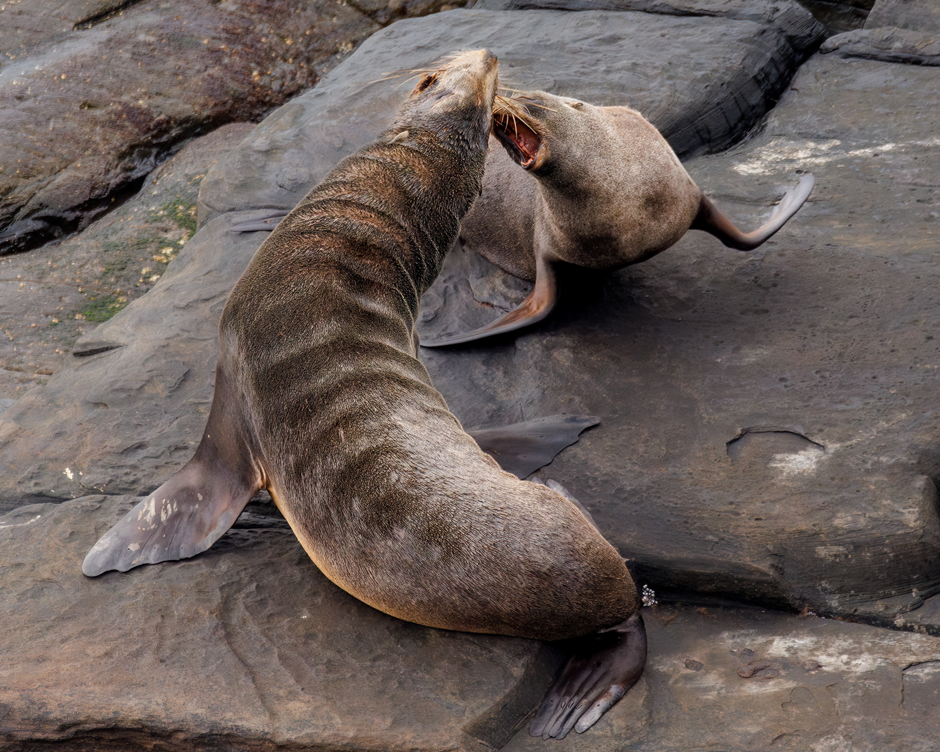 Fur Seals, Kangaroo Island, Australia