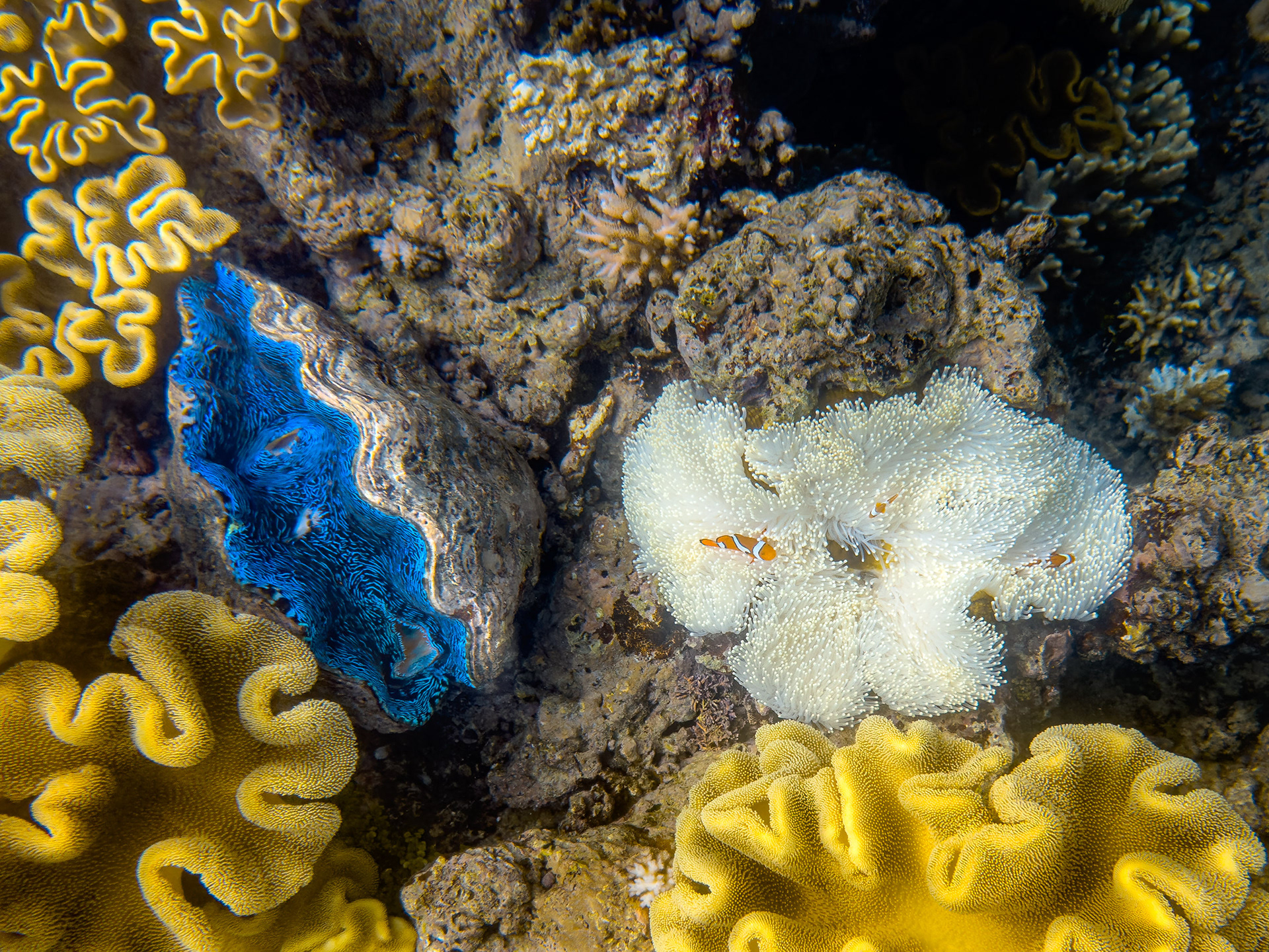 Clown Fish and Giant Clam, Great Barrier Reef, Australia