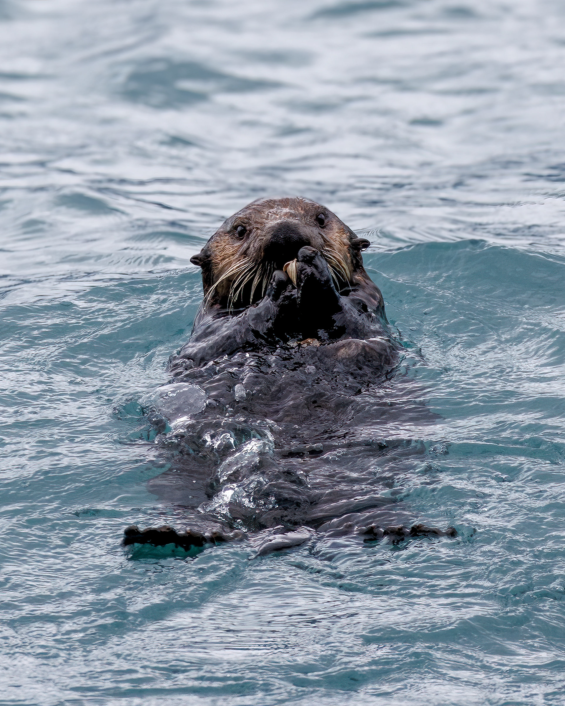 Sea Otter, Kenai Fjords National Park