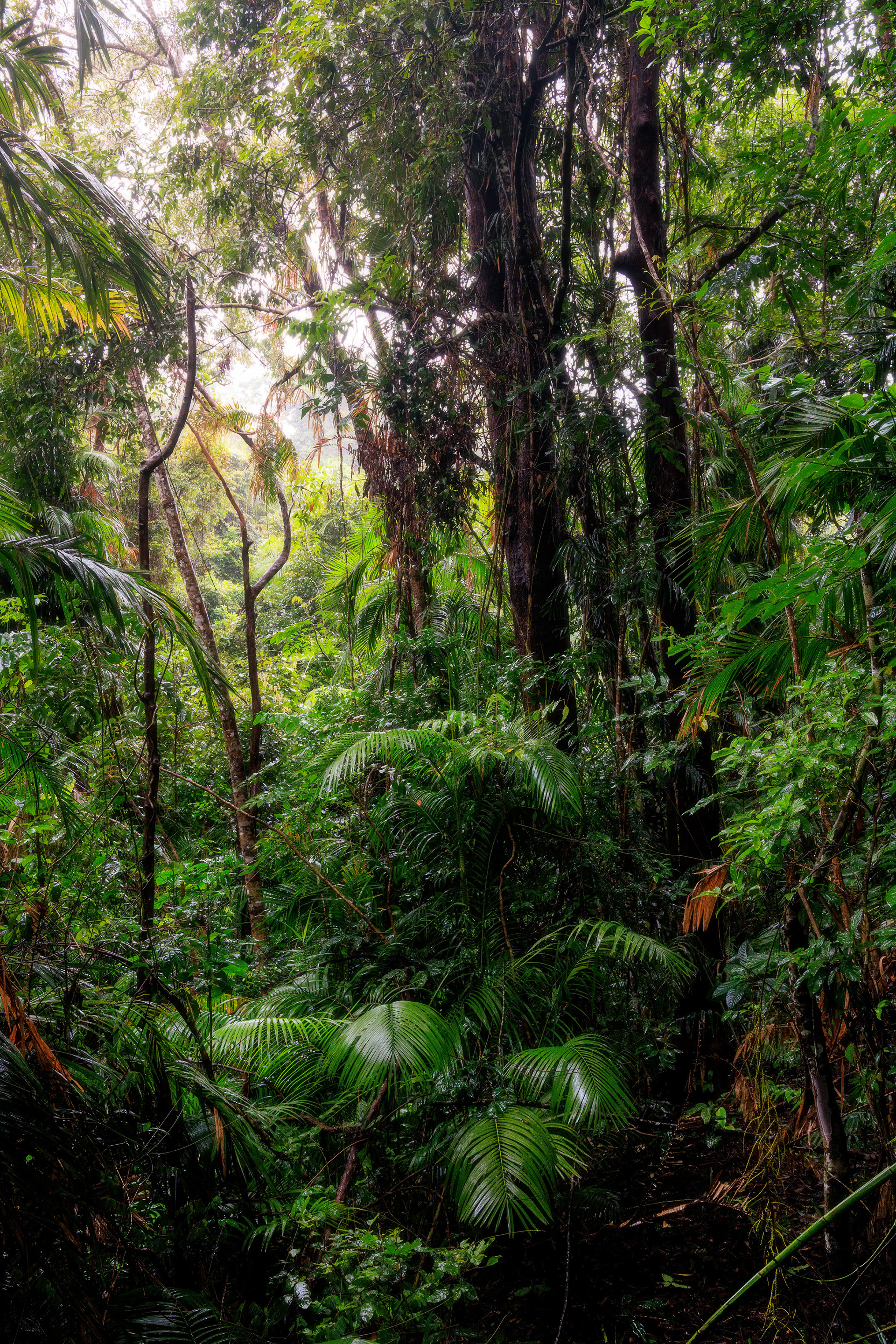 Kuranda Rainforest, Queensland, Australia