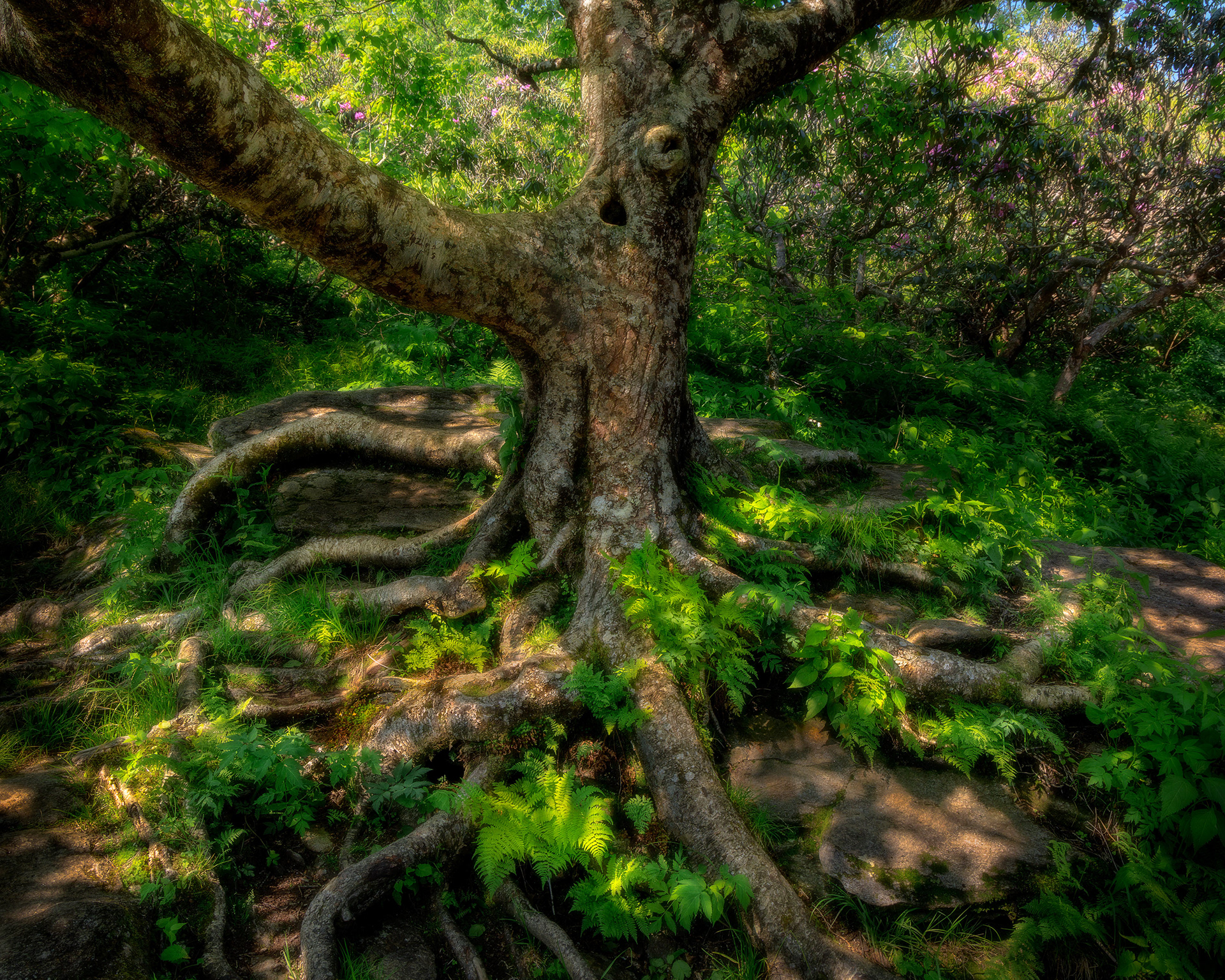 Craggy Gardens, Blue Ridge Parkway, NC